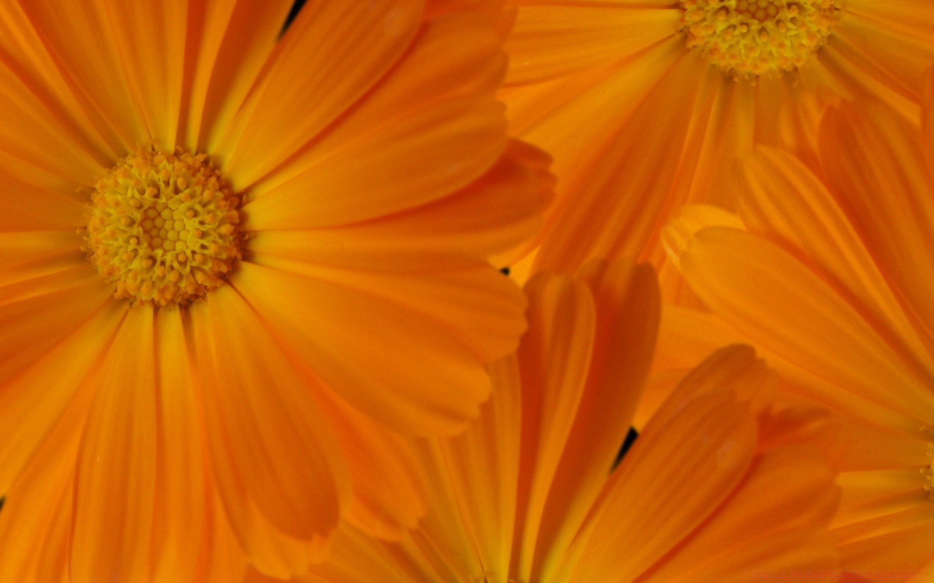 fiori fiore natura flora colore estate petalo gerbera luminoso floreale giardino bello fiore primo piano