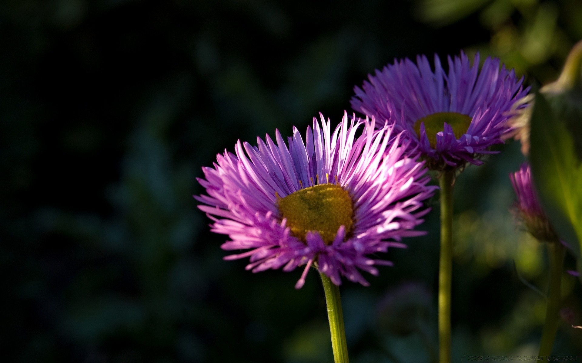 blumen natur flora blume sommer blatt garten blütenblatt blühen im freien hell wachstum blumen farbe