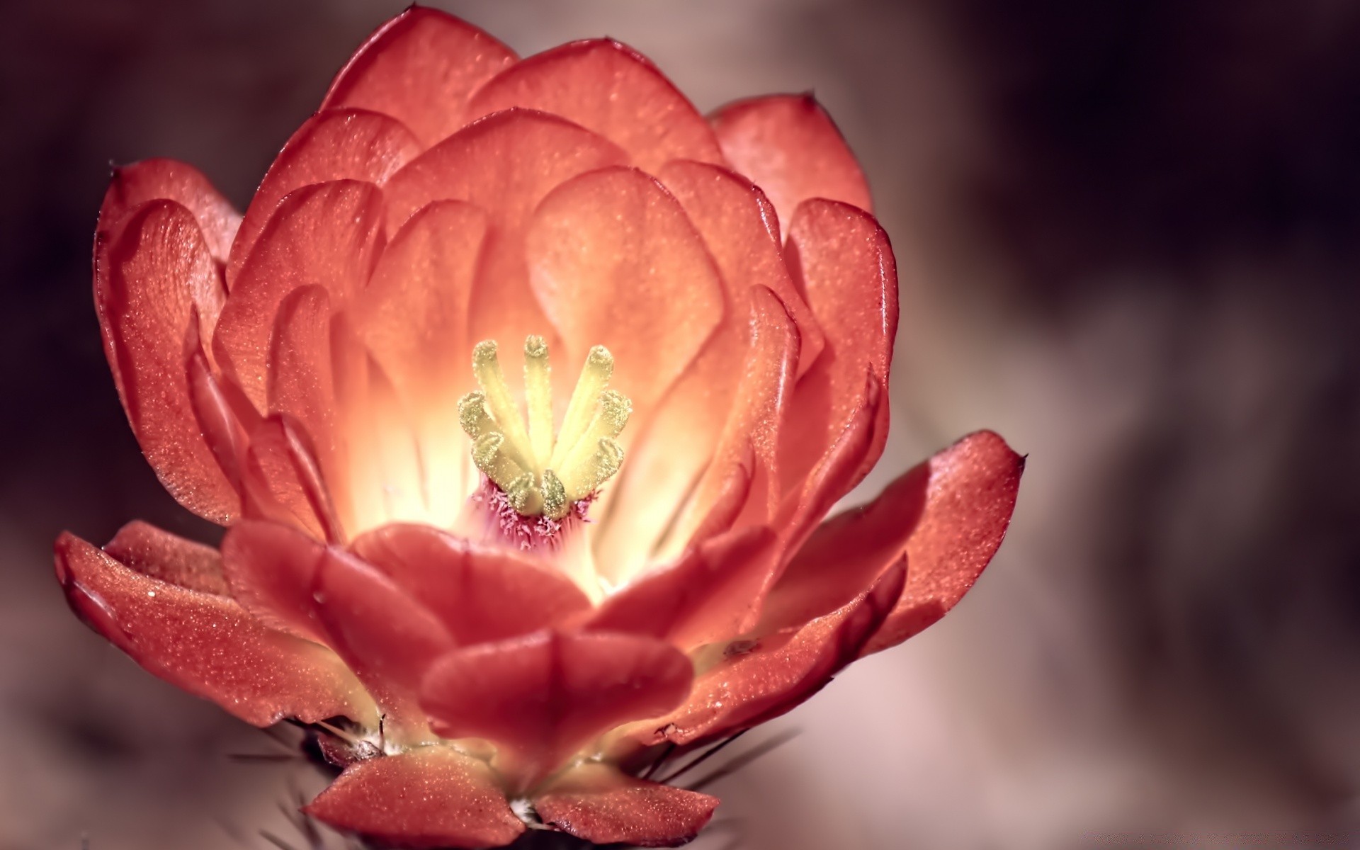 kwiaty kwiat natura liść na zewnątrz lato flora