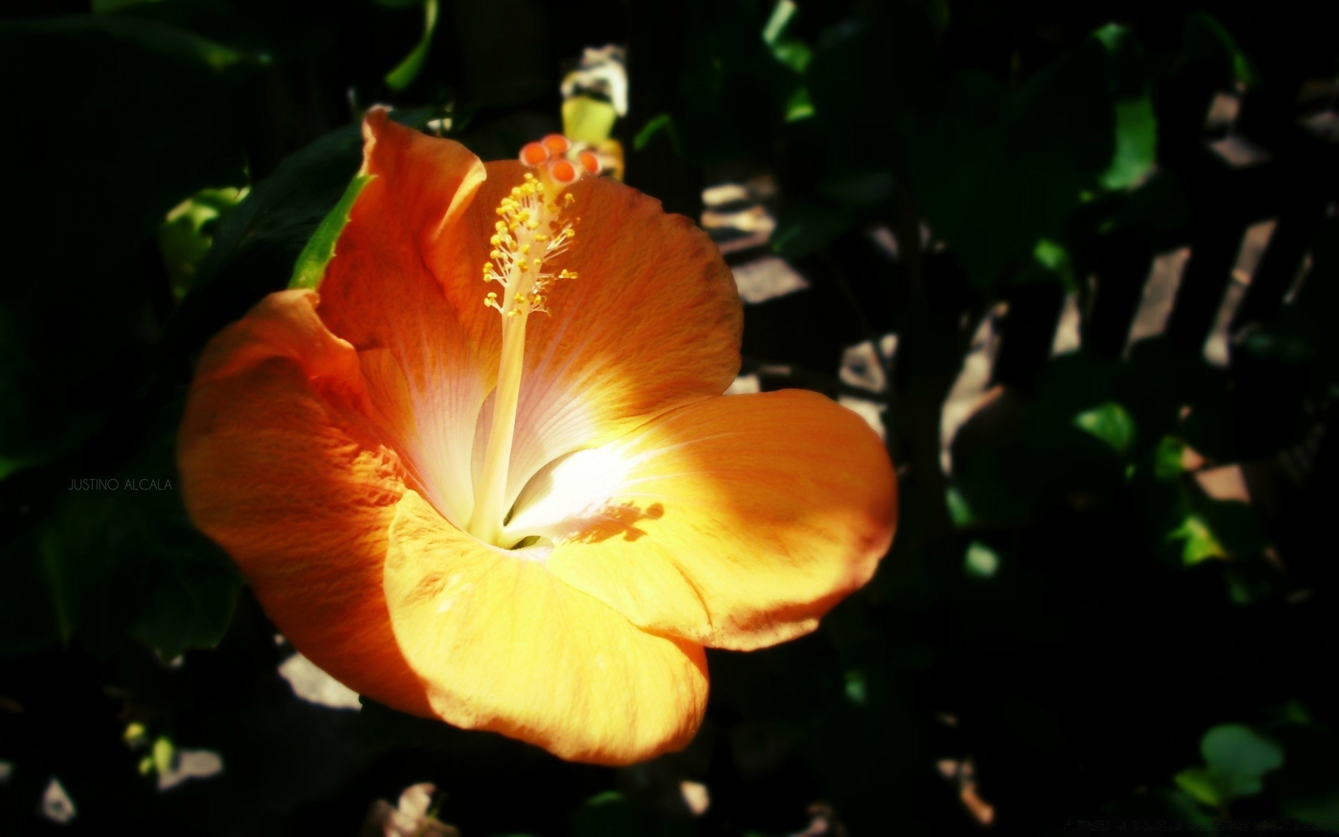 fleurs fleur feuille jardin nature flore en plein air lumineux