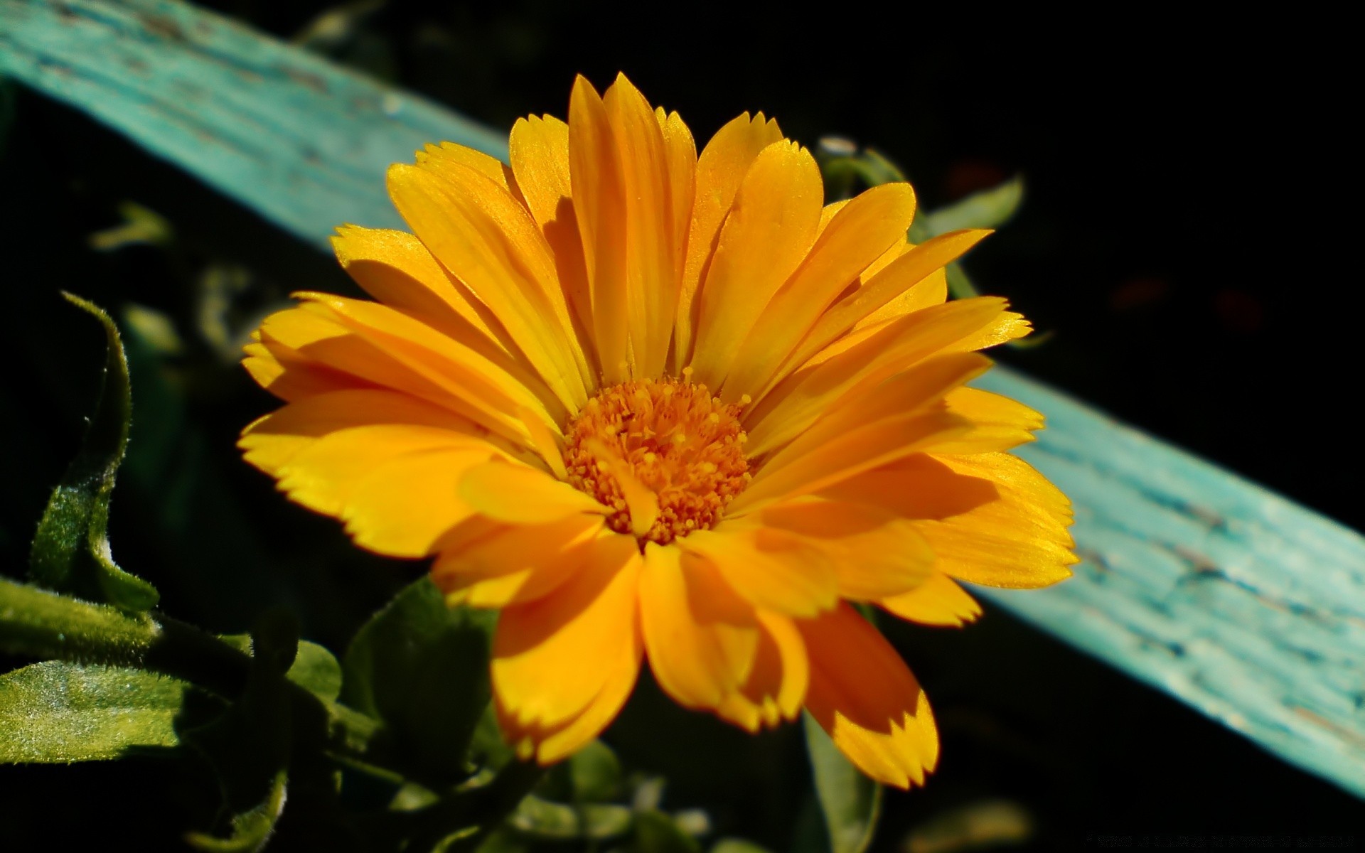 flowers flower nature flora garden summer leaf petal color blooming bright