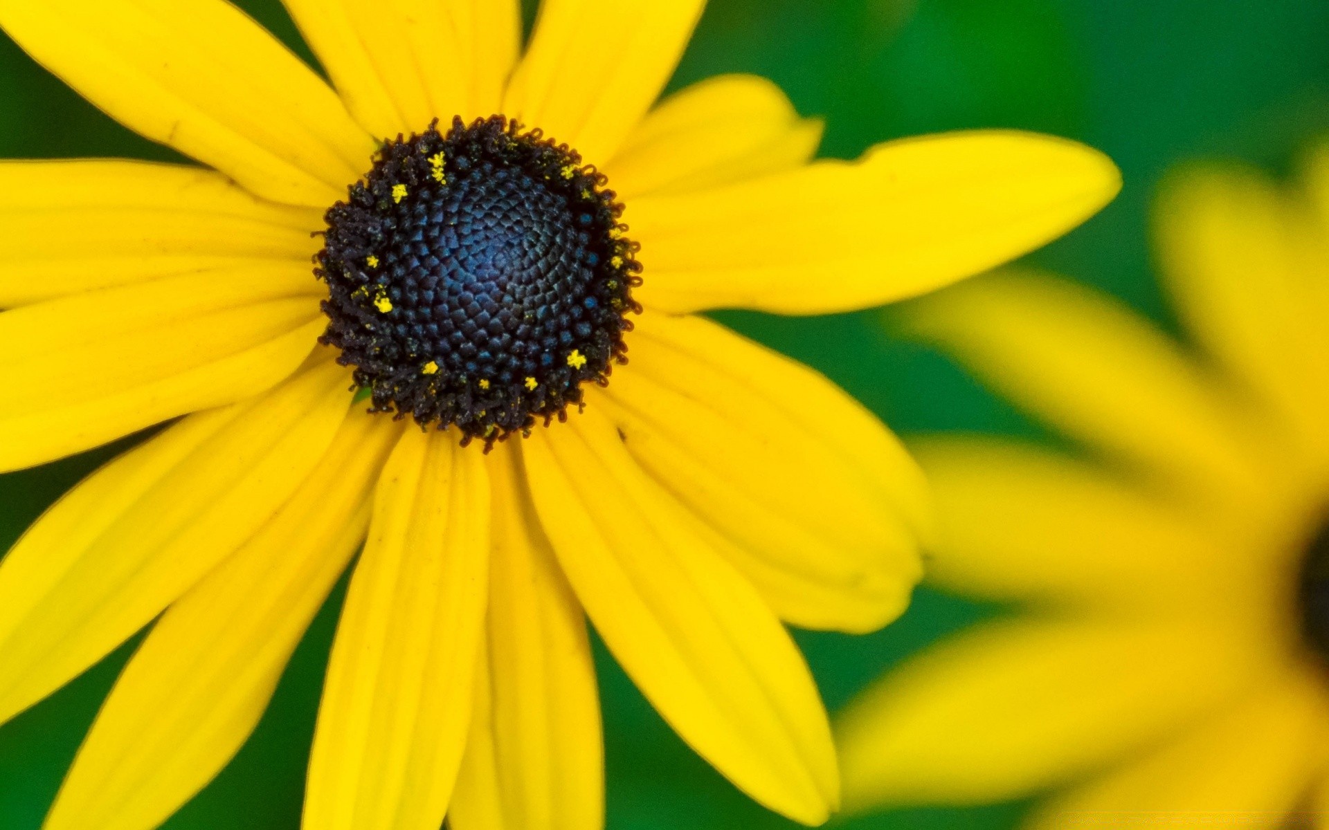 flowers nature flower flora summer bright garden petal beautiful growth leaf outdoors color blooming