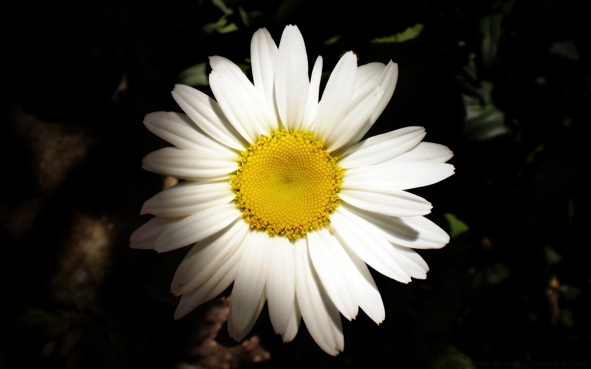 flowers nature flower flora garden summer petal outdoors color leaf bright growth blooming floral