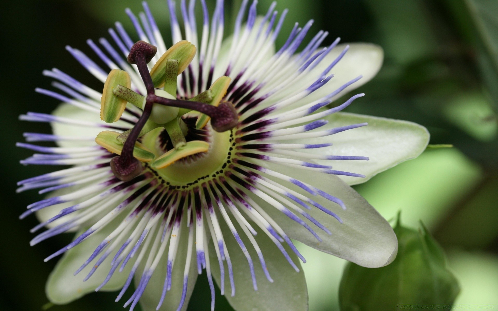 çiçekler doğa çiçek yakın çekim flora yaz açık havada güzel polen bahçe