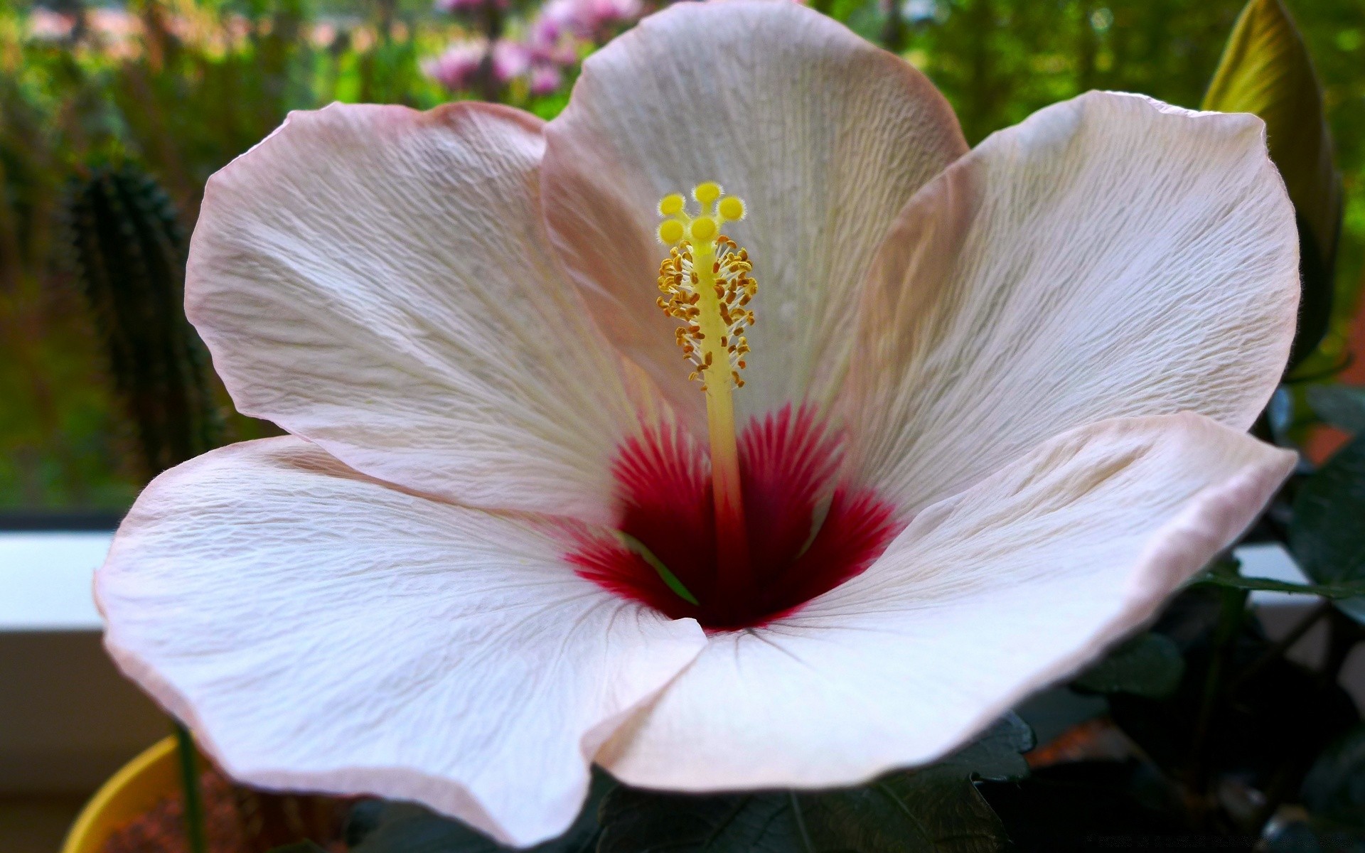 kwiaty kwiat natura ogród hibiskus flora liść na zewnątrz płatek lato kolor