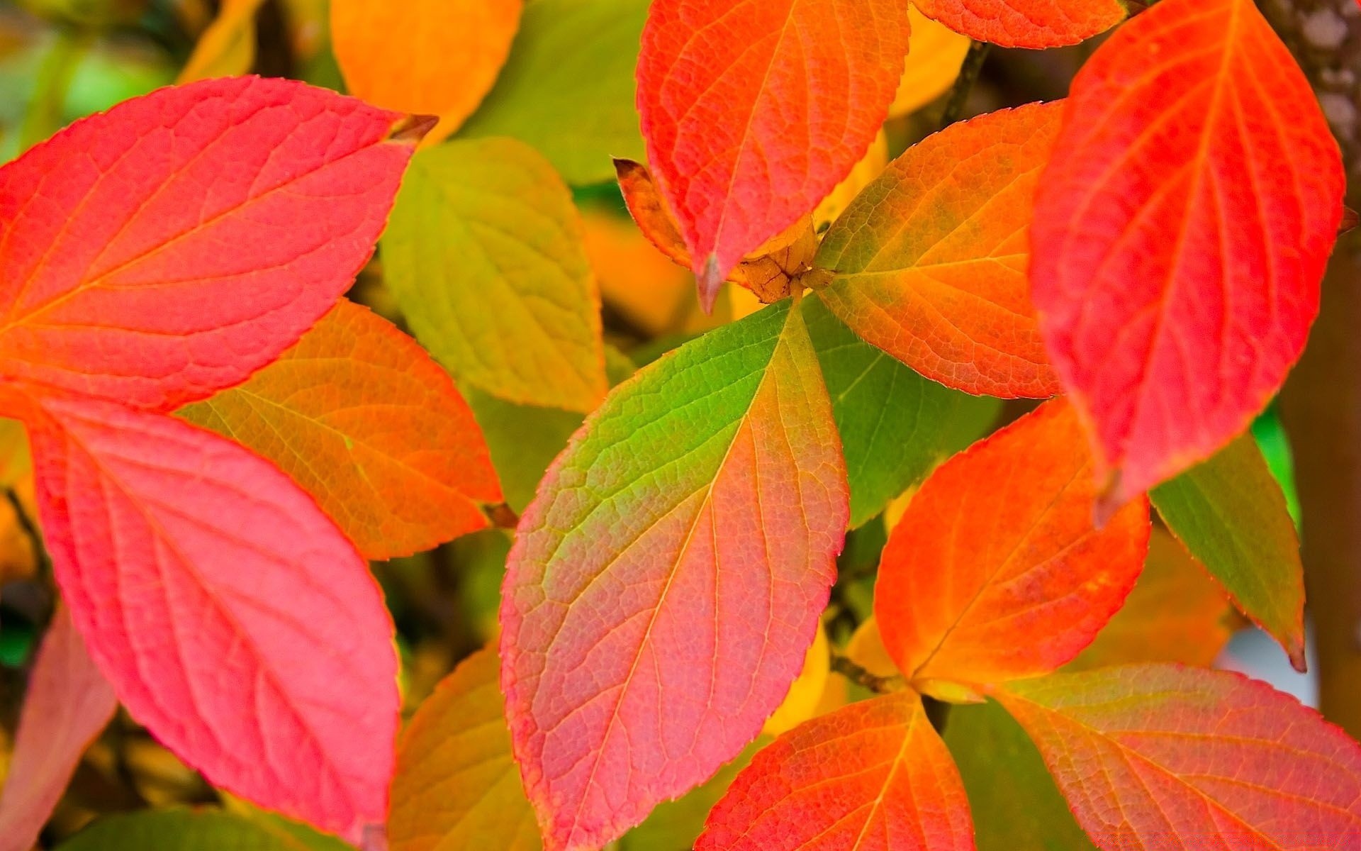 flowers leaf flora nature fall bright garden season color growth tree desktop close-up texture maple vein botanical