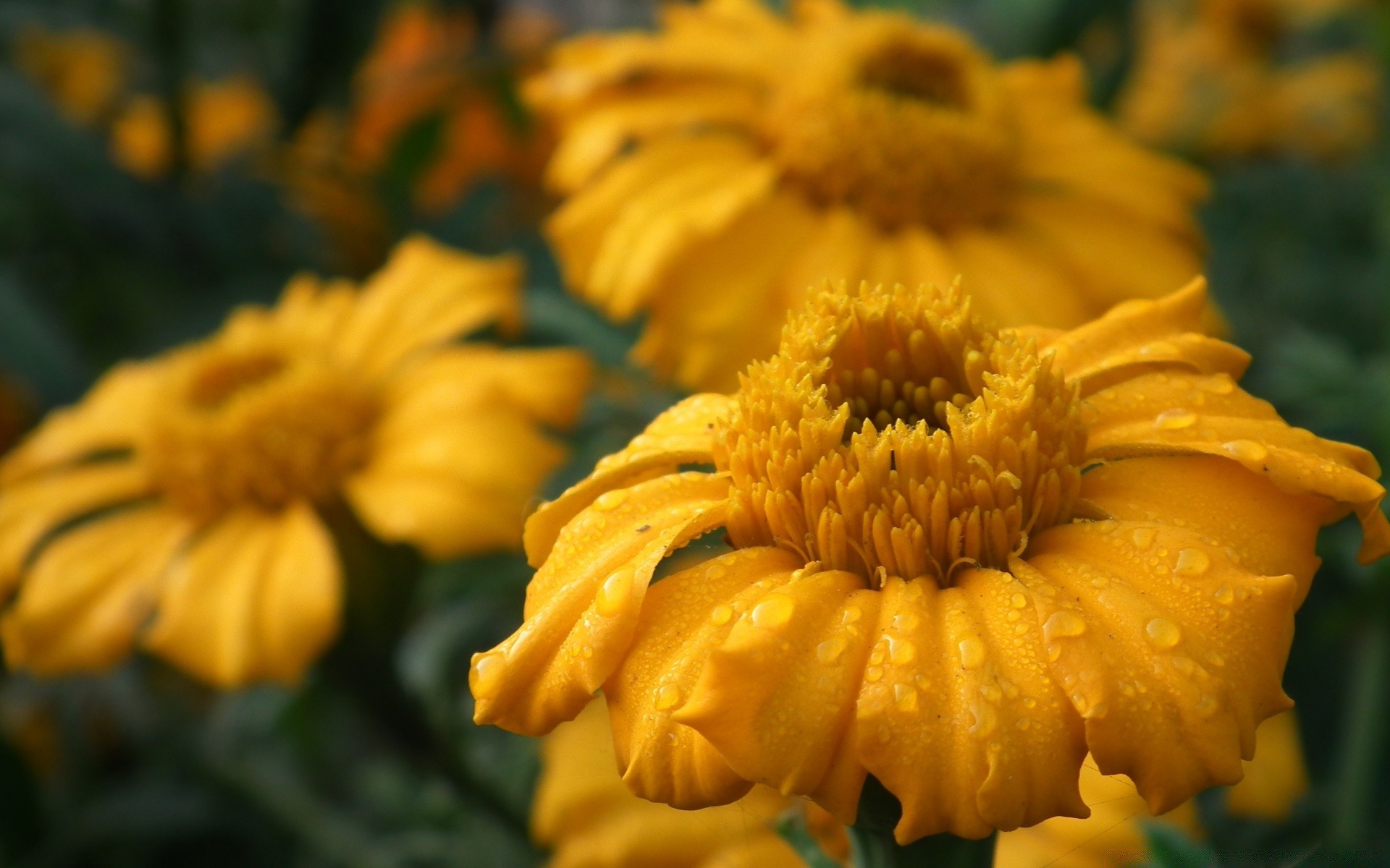 fleurs fleur nature flore jardin été pétale floral feuille bluming lumineux couleur gros plan saison croissance tête belle à l extérieur lumineux chrysanthème