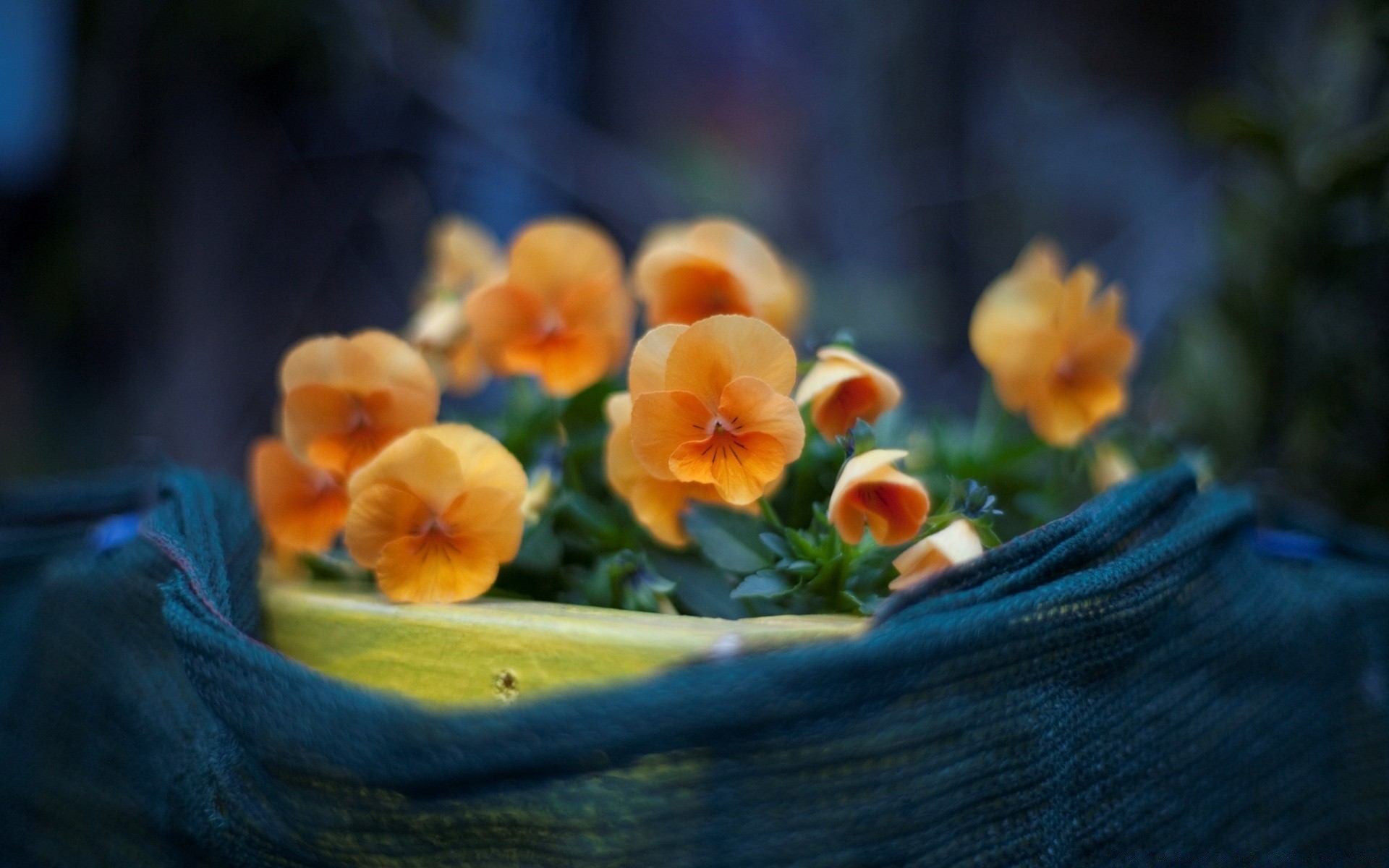 blumen blume blatt garten natur unschärfe stillleben flora farbe blütenblatt ostern sommer