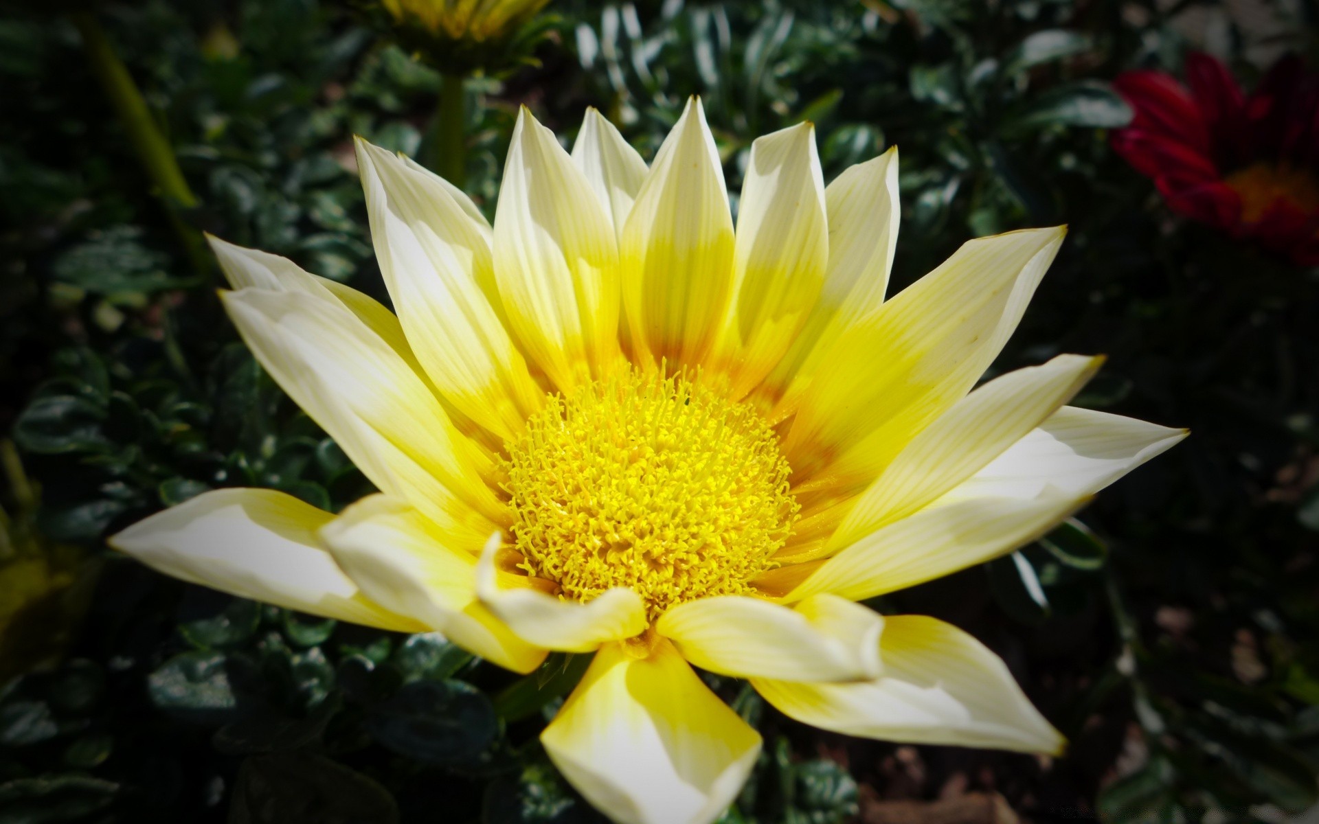 fiori fiore natura foglia flora giardino petalo estate fioritura