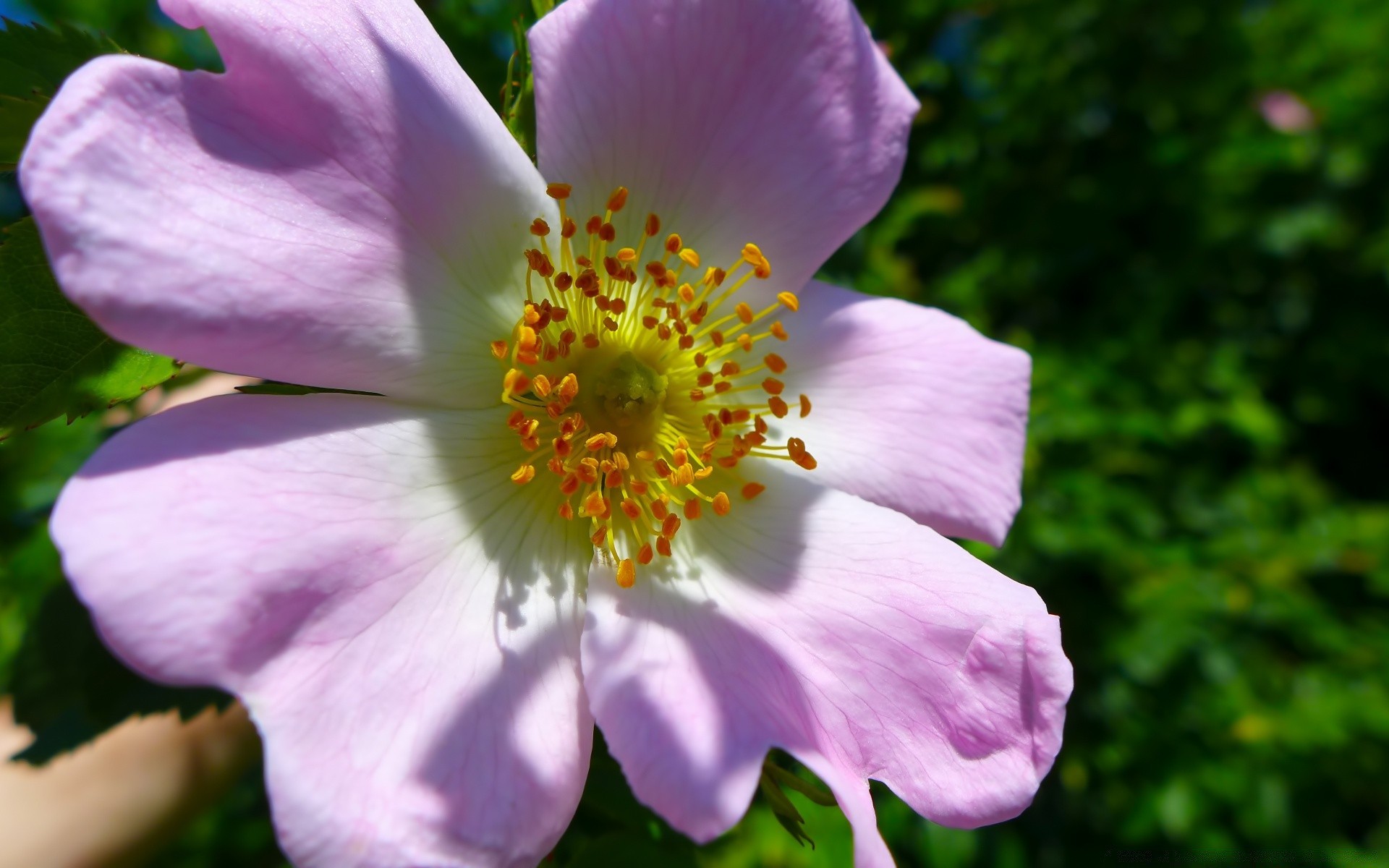 花 花 自然 植物 夏天 户外 花园 叶 盛开