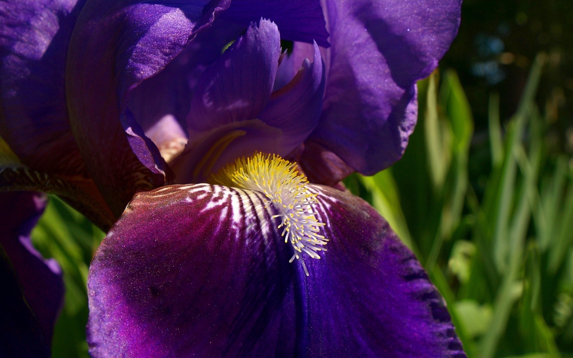 flowers flower nature flora garden leaf color summer outdoors floral bright blooming petal