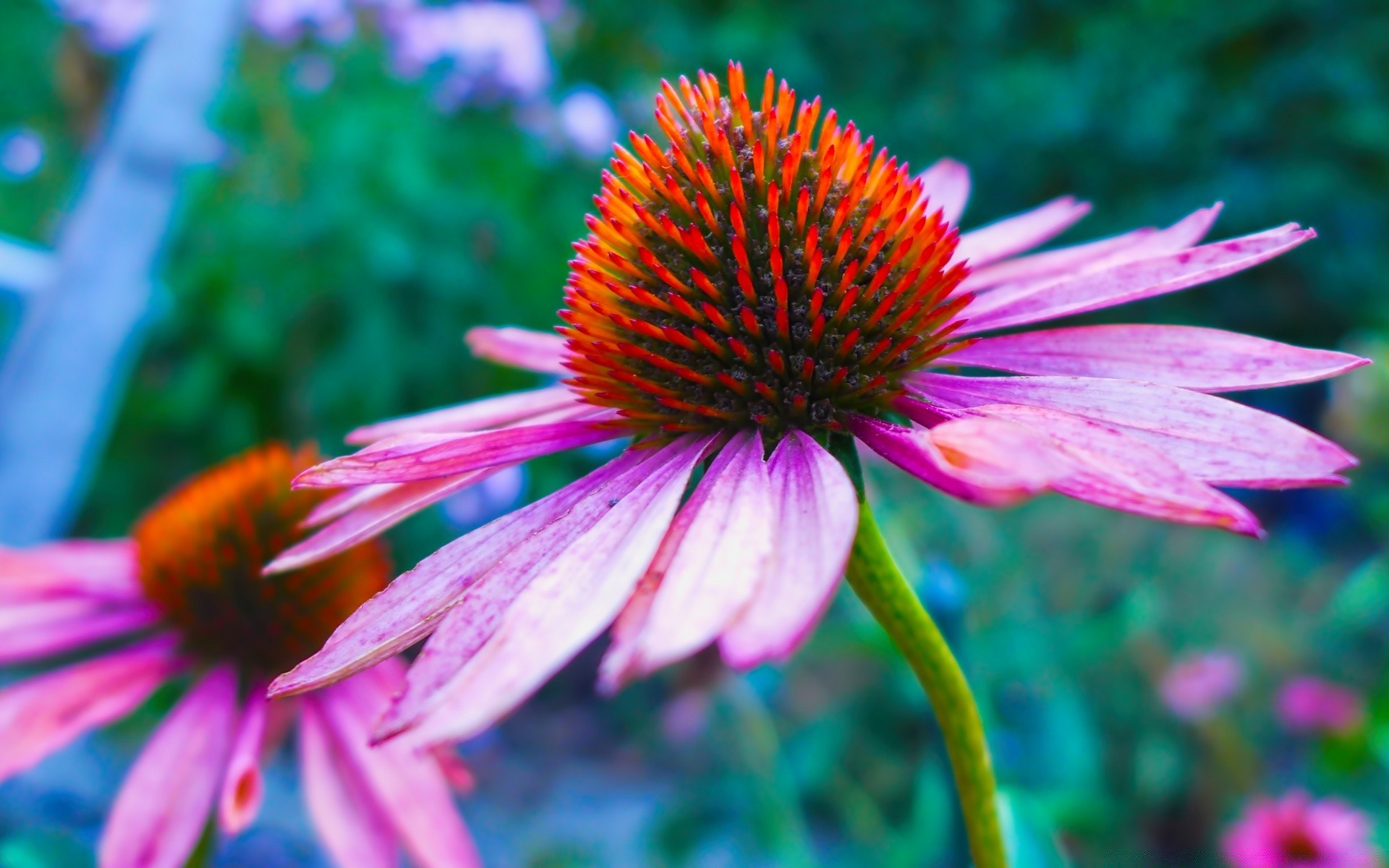 kwiaty natura kwiat flora ogród lato liść płatek bluming na zewnątrz jasny kwiatowy kolor echinacea bylina zbliżenie piękny