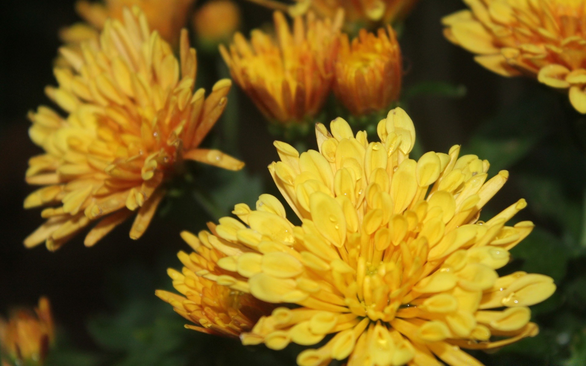 çiçekler çiçek doğa flora bahçe petal çiçek açan yaz yaprak çiçek polen krizantem kafa renk açık havada çok yıllık yakın çekim parlak büyüme saman otu