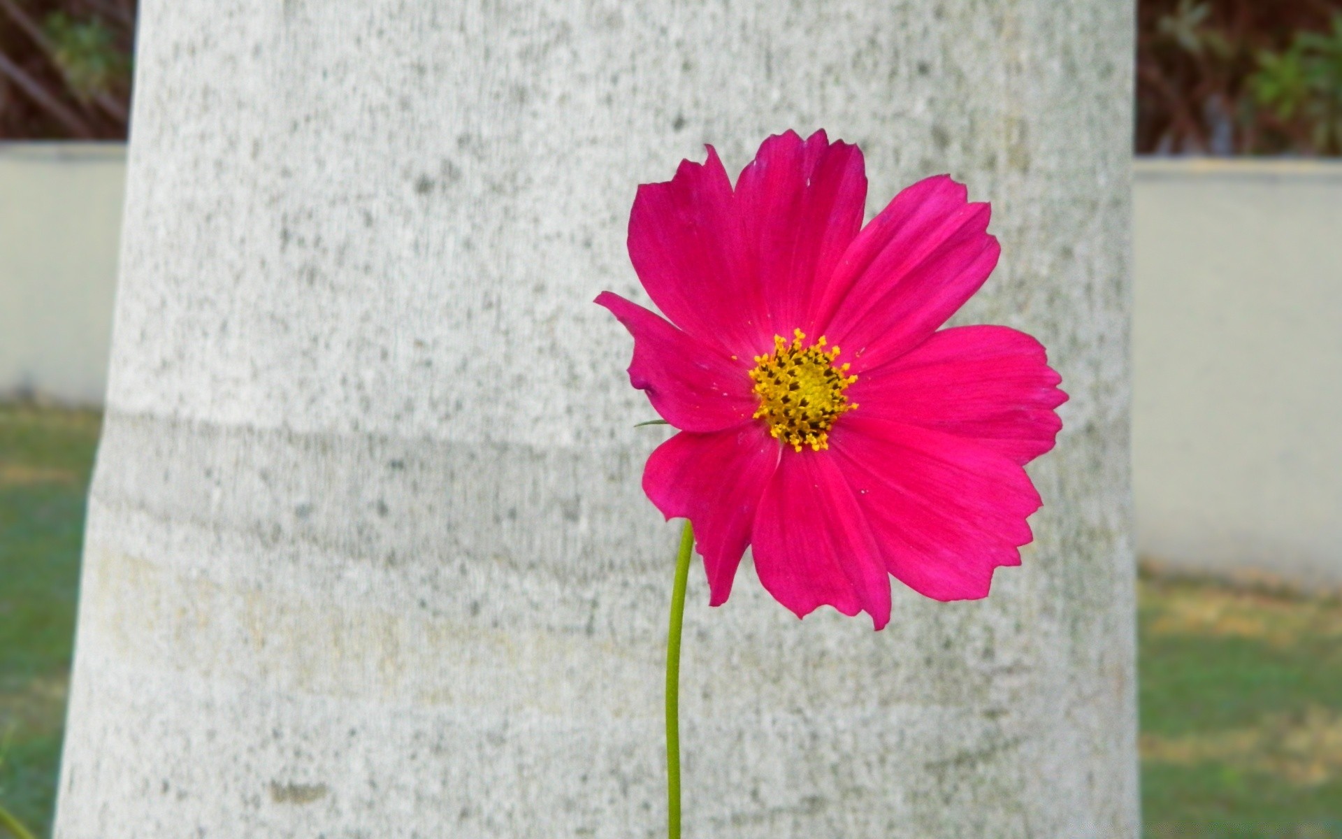 fleurs fleur nature été flore lumineux à l extérieur feuille jardin