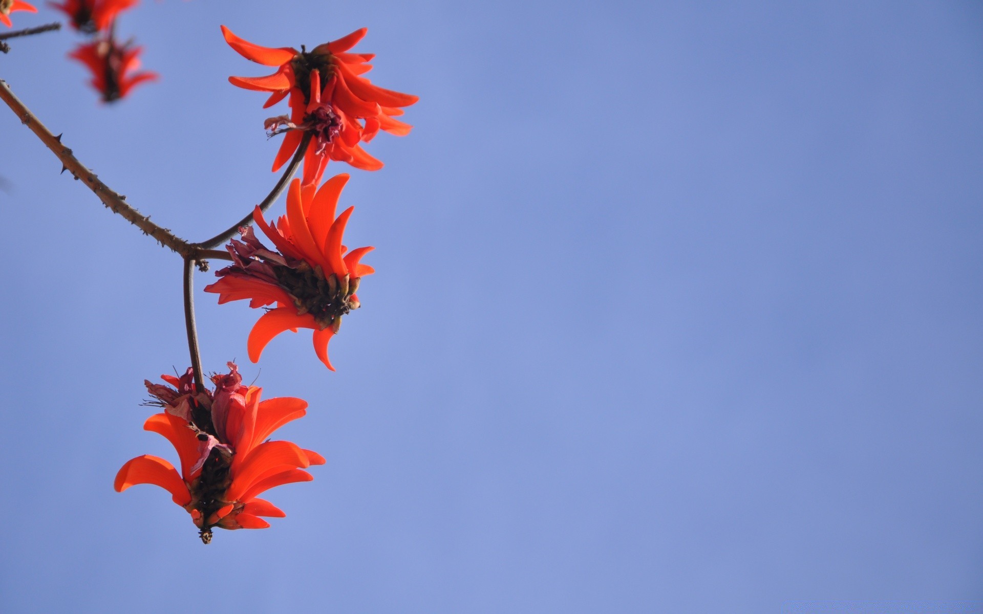 fleurs fleur nature été ciel à l extérieur feuille croissance flore lumineux