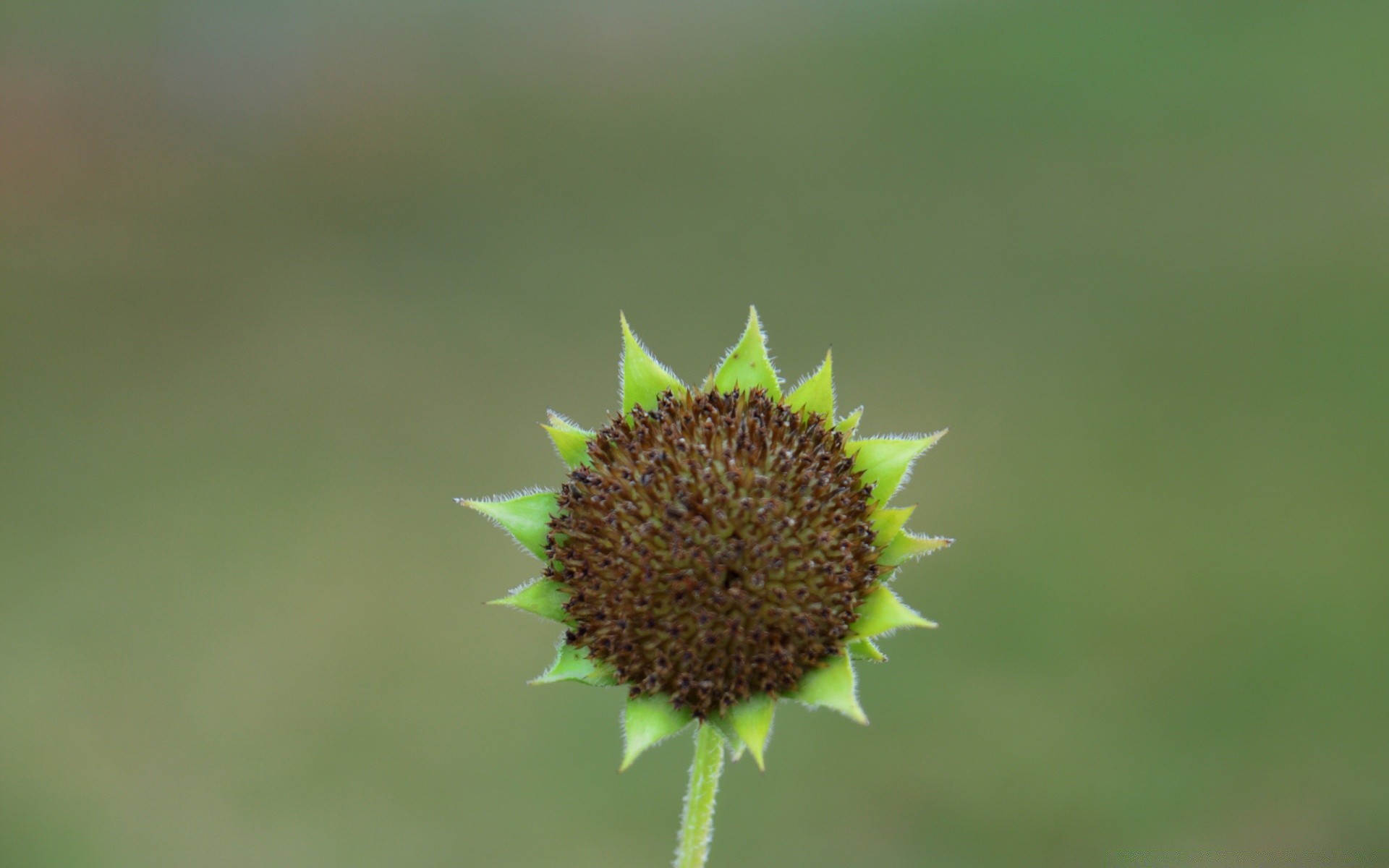 kwiaty natura flora liść lato wzrost kwiat na zewnątrz trawa