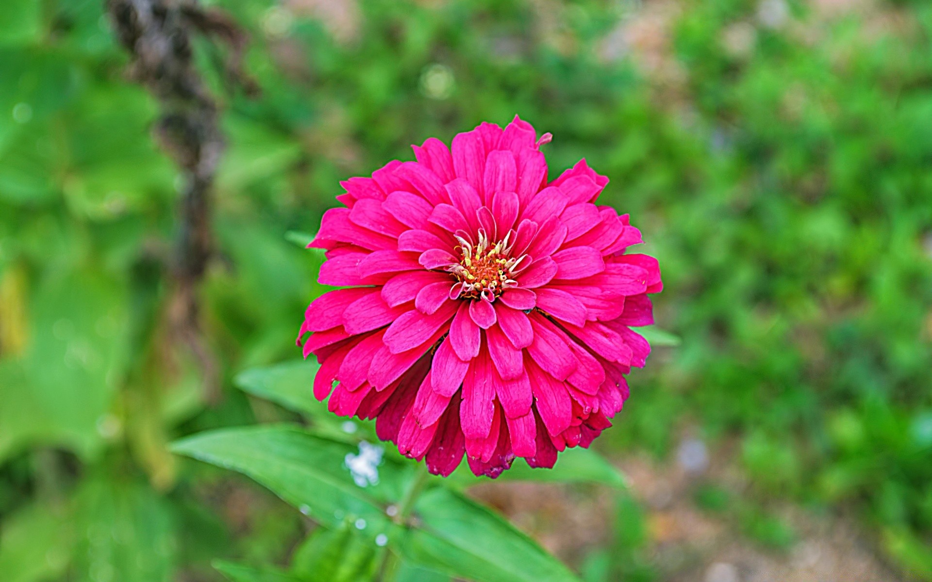 kwiaty natura flora kwiat ogród lato liść piękny bluming zbliżenie kolor jasny kwiatowy płatek na zewnątrz sezon wzrost jasna trawa park