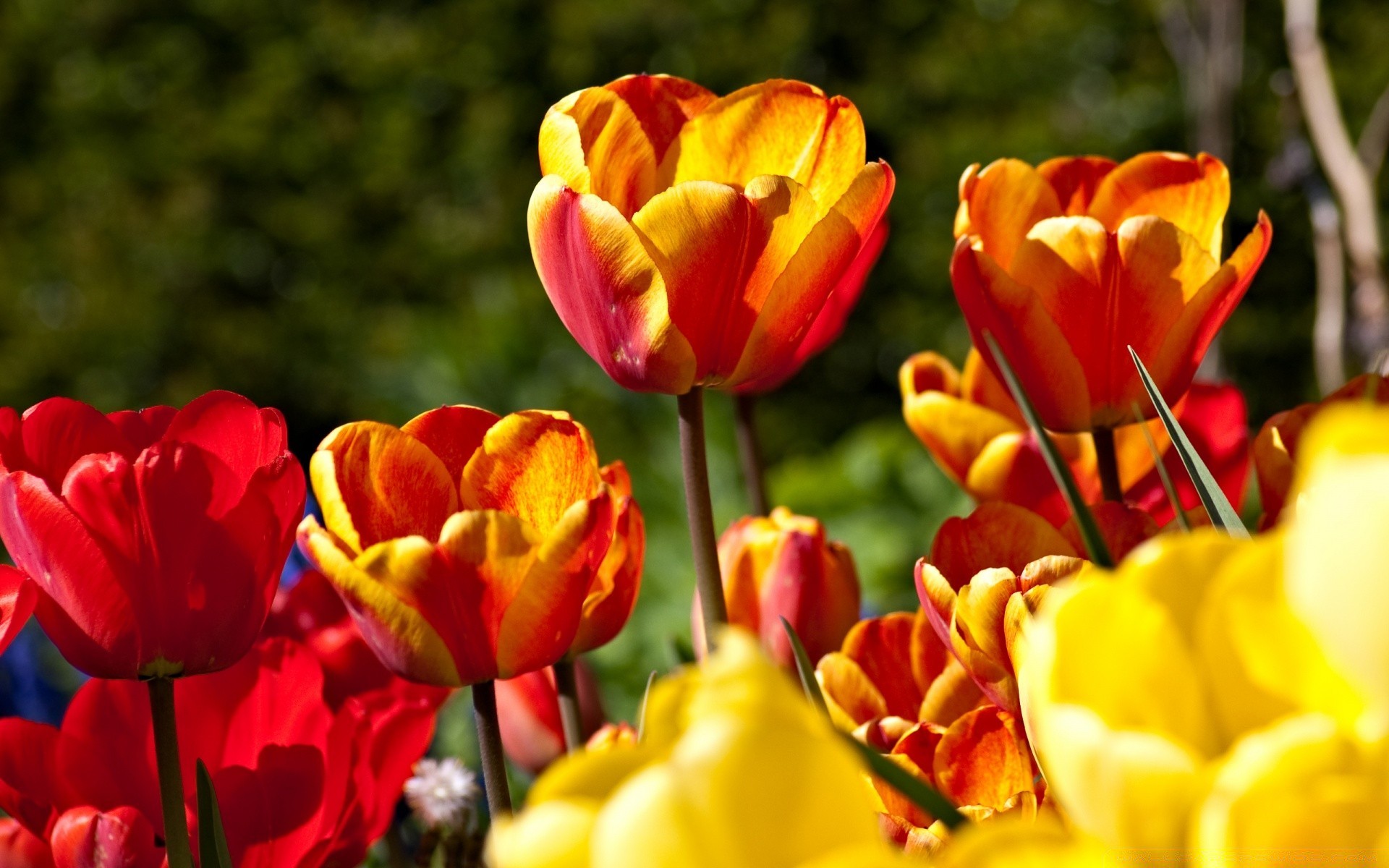 çiçekler lale doğa çiçek bahçe flora yaprak parlak renk yaz çiçek paskalya petal parlak alan sezon büyüme park açık havada güzel havalarda