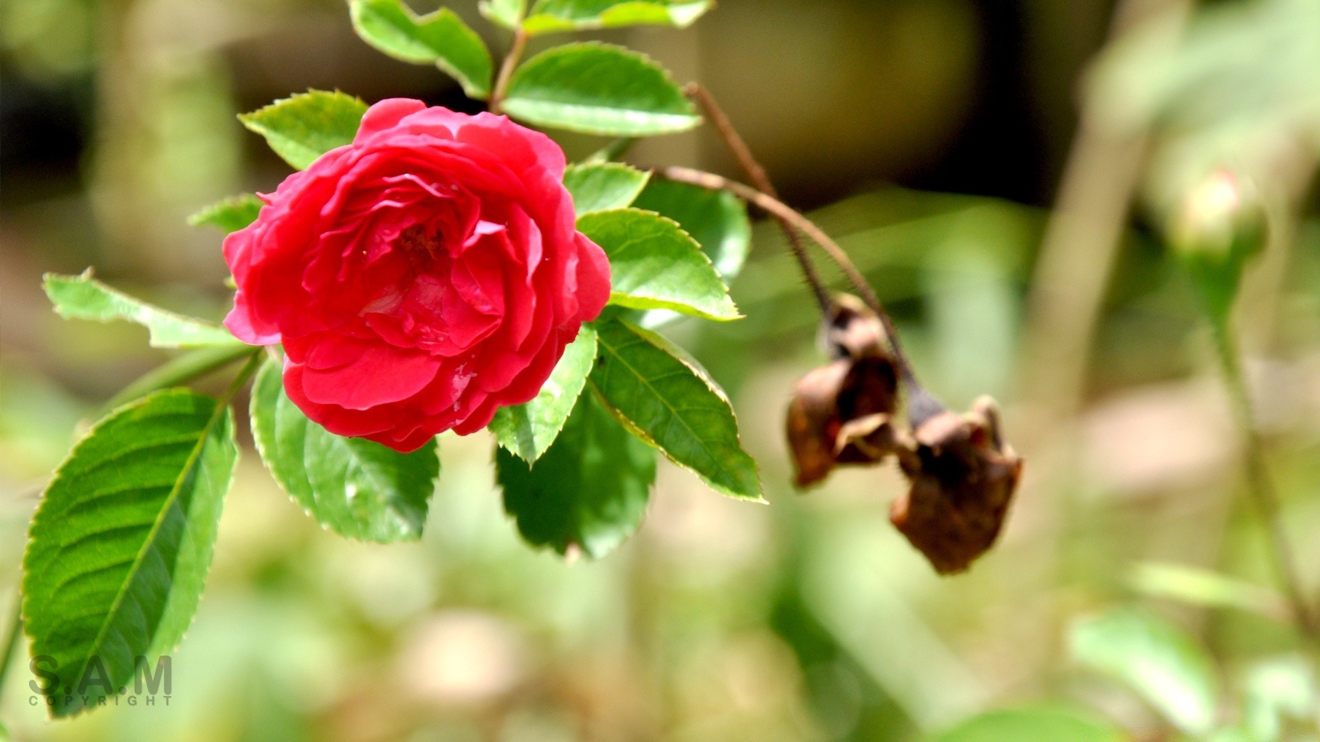 kwiaty liść natura flora kwiat na zewnątrz ogród róża lato sezon zbliżenie jasny wzrost kwiatowy oddział kolor piękne