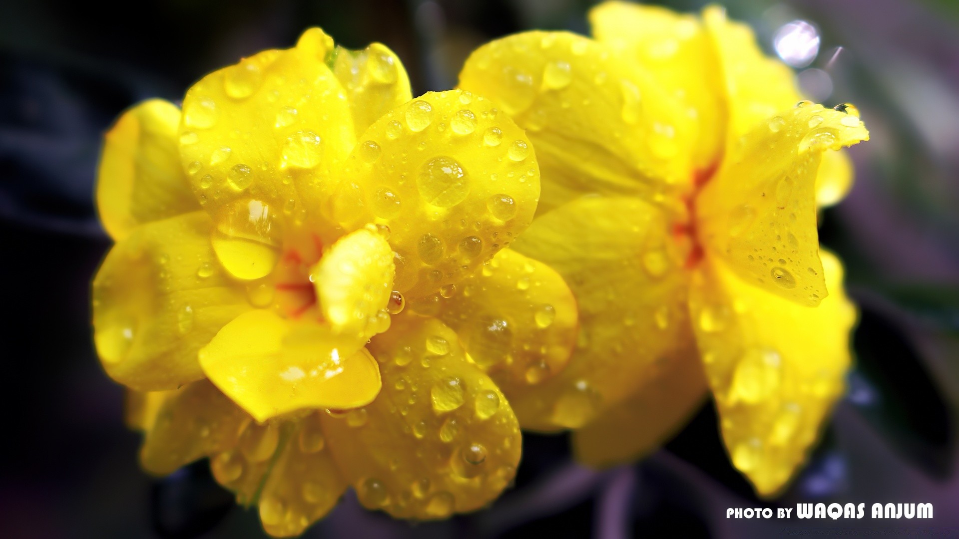 çiçekler doğa çiçek flora yaprak yaz bahçe parlak renk güzel büyüme yakın çekim çiy sezon petal bulanıklık çiçek açan çiçek açık havada