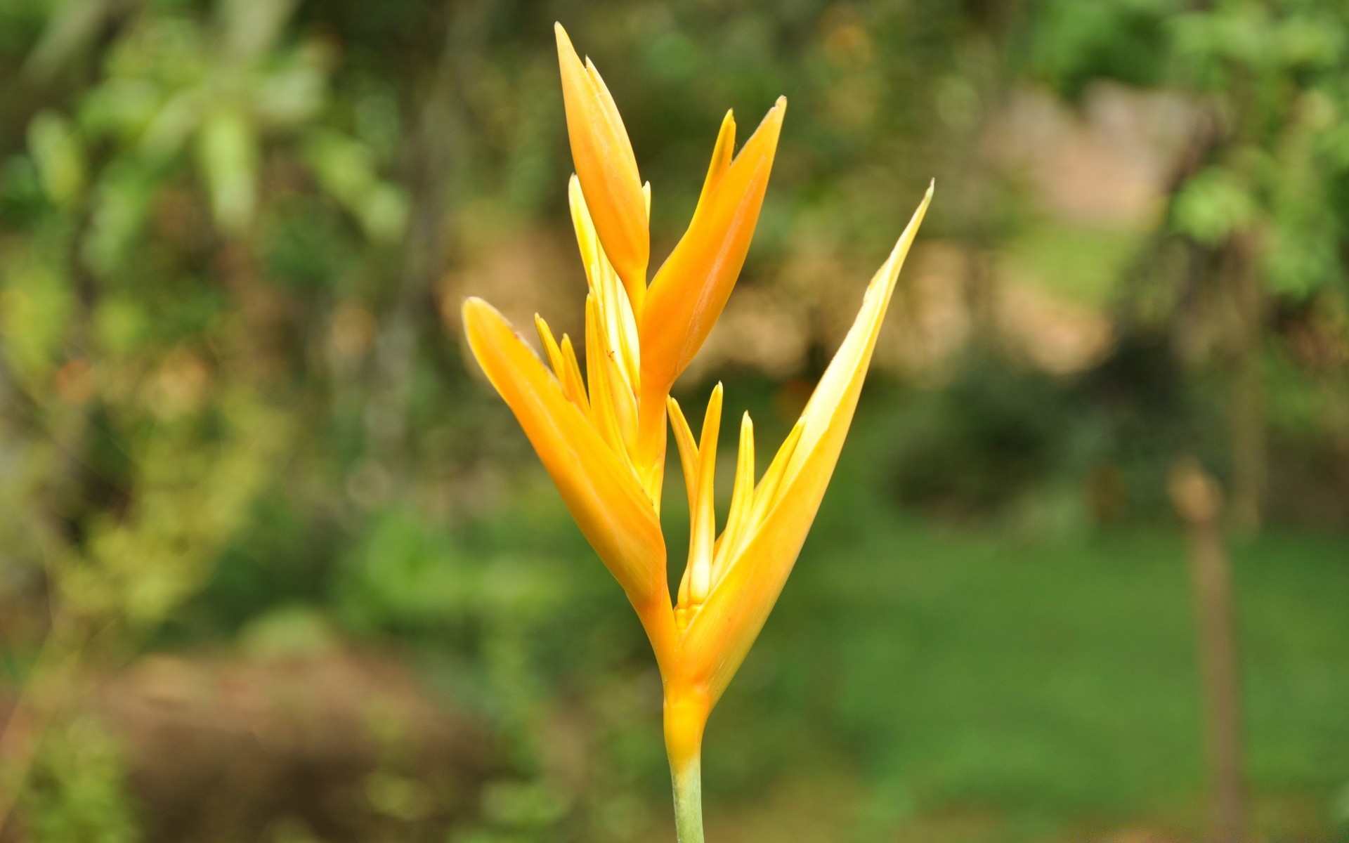 flowers nature outdoors summer leaf flora growth grass flower