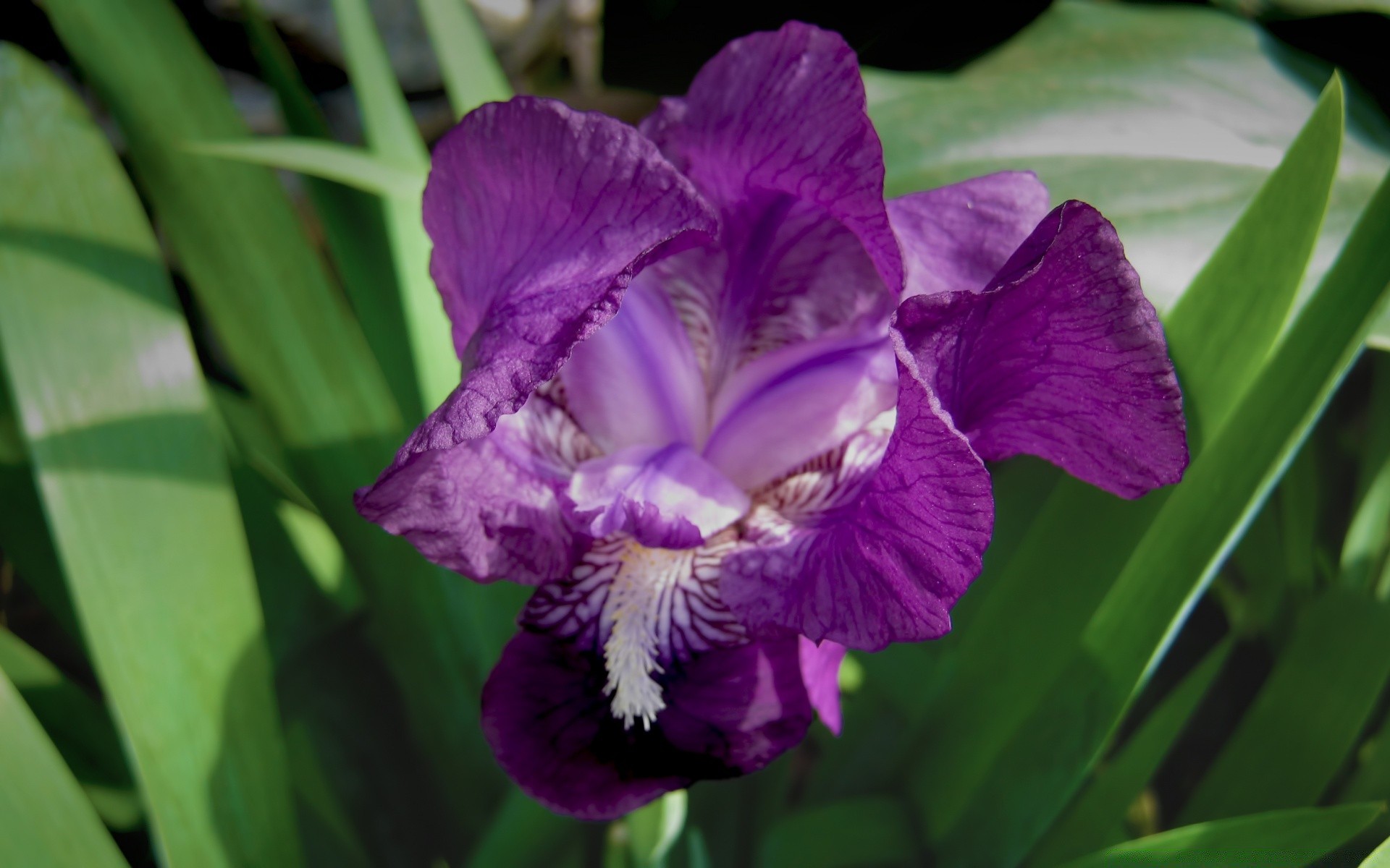 flowers flower flora nature leaf garden floral blooming summer petal color beautiful bright close-up growth outdoors