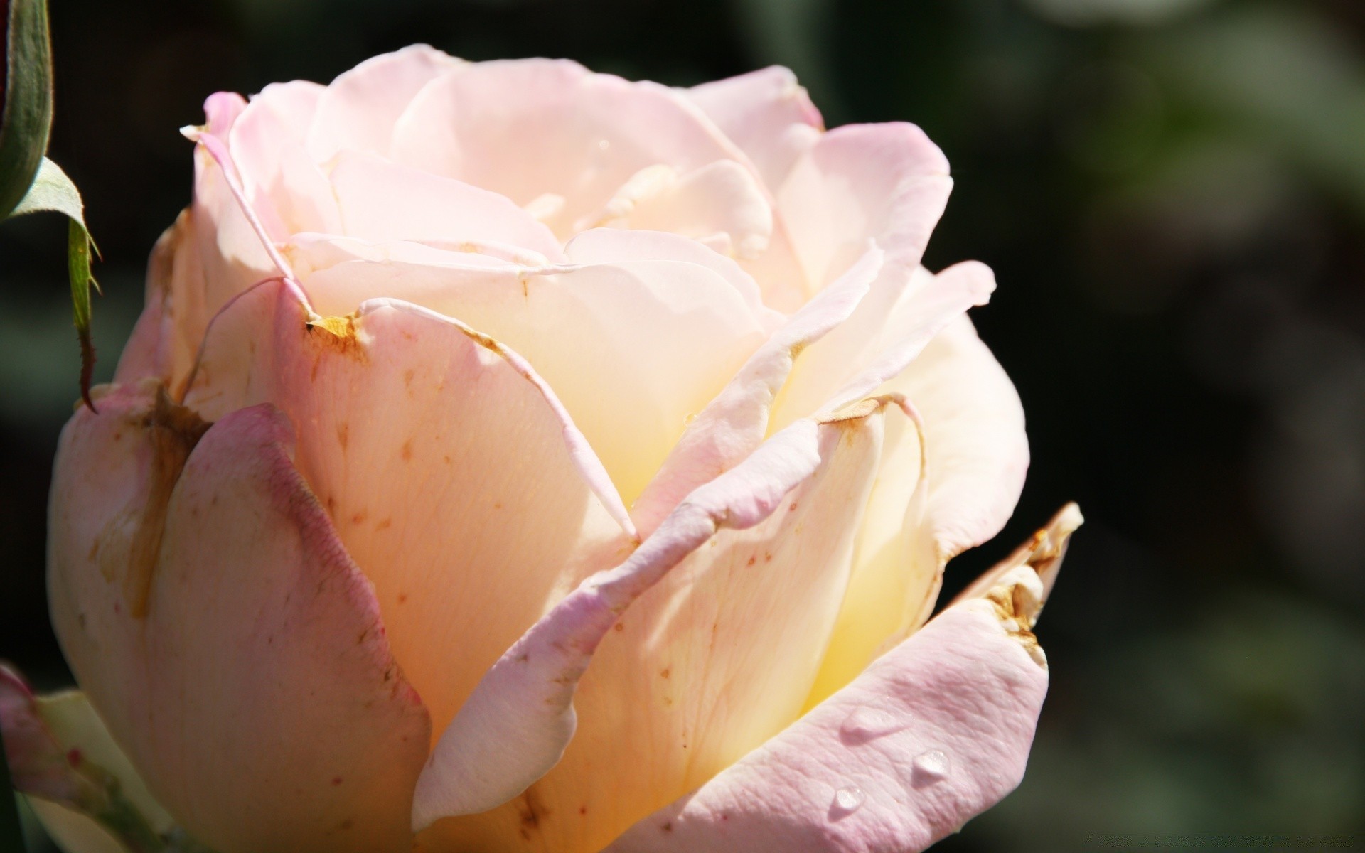 çiçekler çiçek gül aşk düğün petal romantizm yaprak çiçek doğa çiçeklenme romantik buket flora