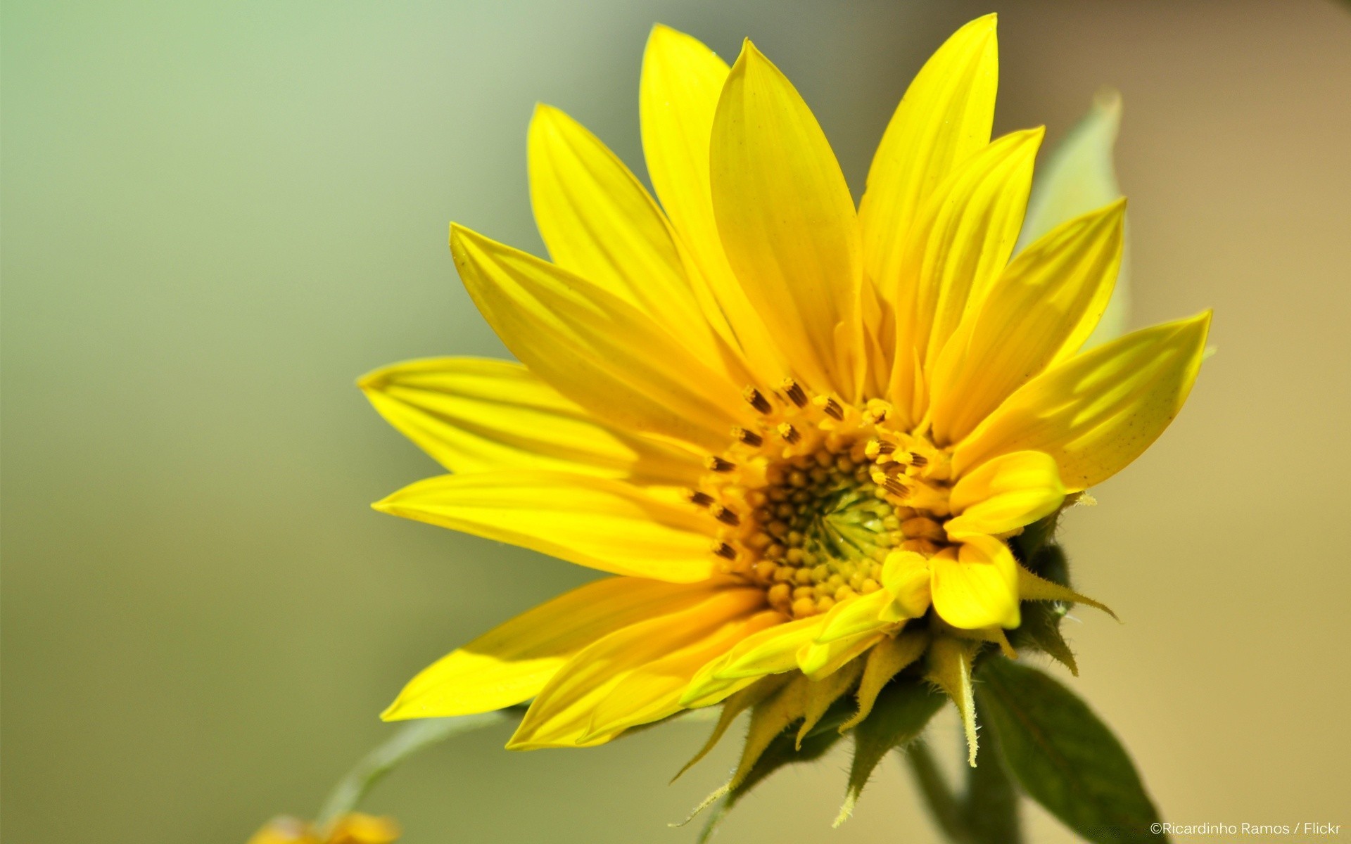 blumen natur blume blatt flora sommer hell blütenblatt wachstum