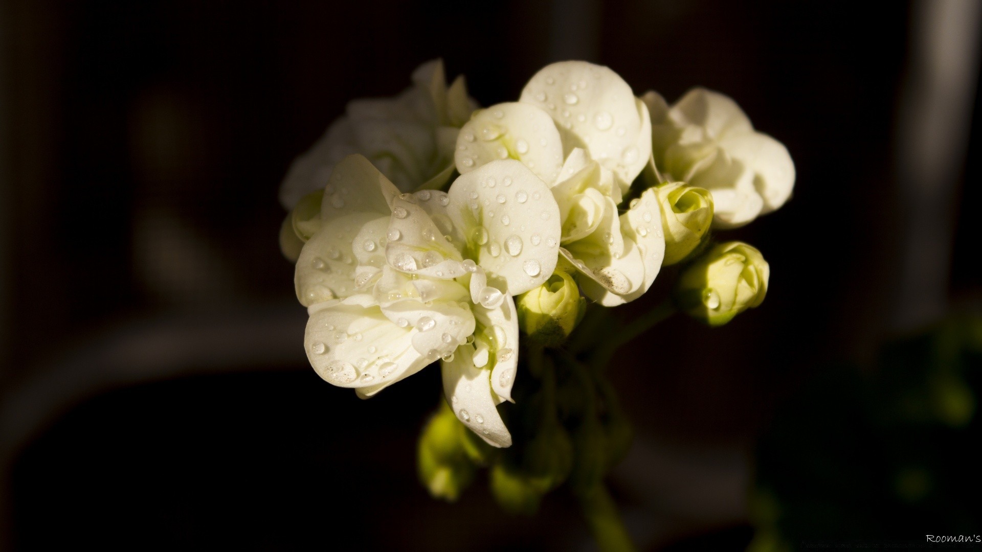 flores flor natureza flora floral folha bonita casamento blooming jardim cor pétala close-up romance decoração verão romântico amigo amor filial