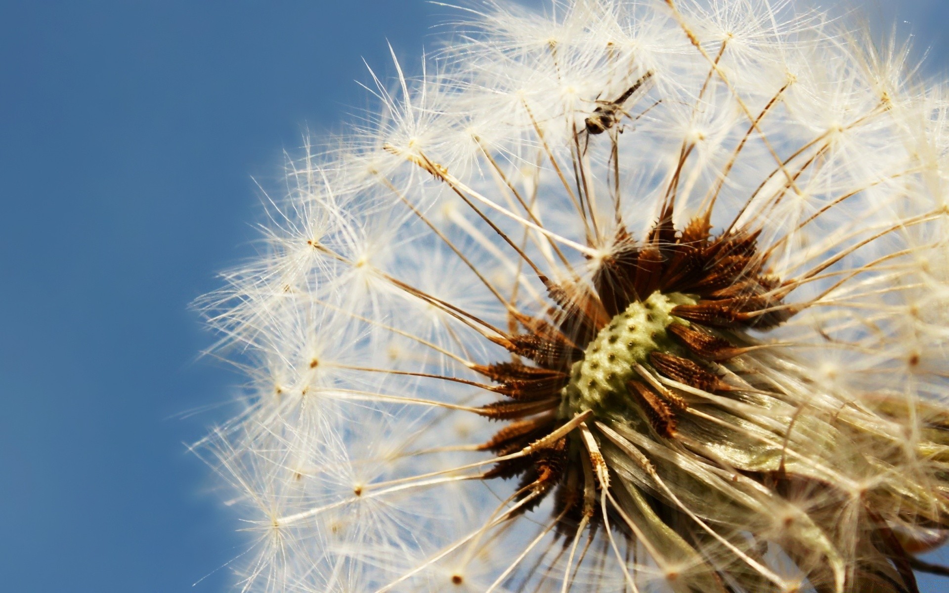 kwiaty mniszek lekarski natura lato nasion flora wzrost kwiat na zewnątrz jasne zbliżenie