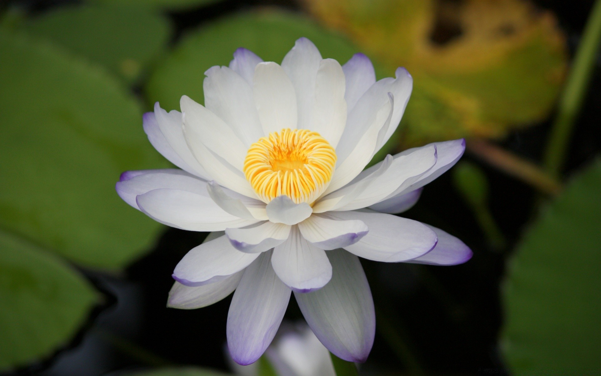 fleurs fleur feuille lotus flore nature bluming piscine pétale lily jardin été floral nénuphar tropical belle exotique aquatique botanique zen