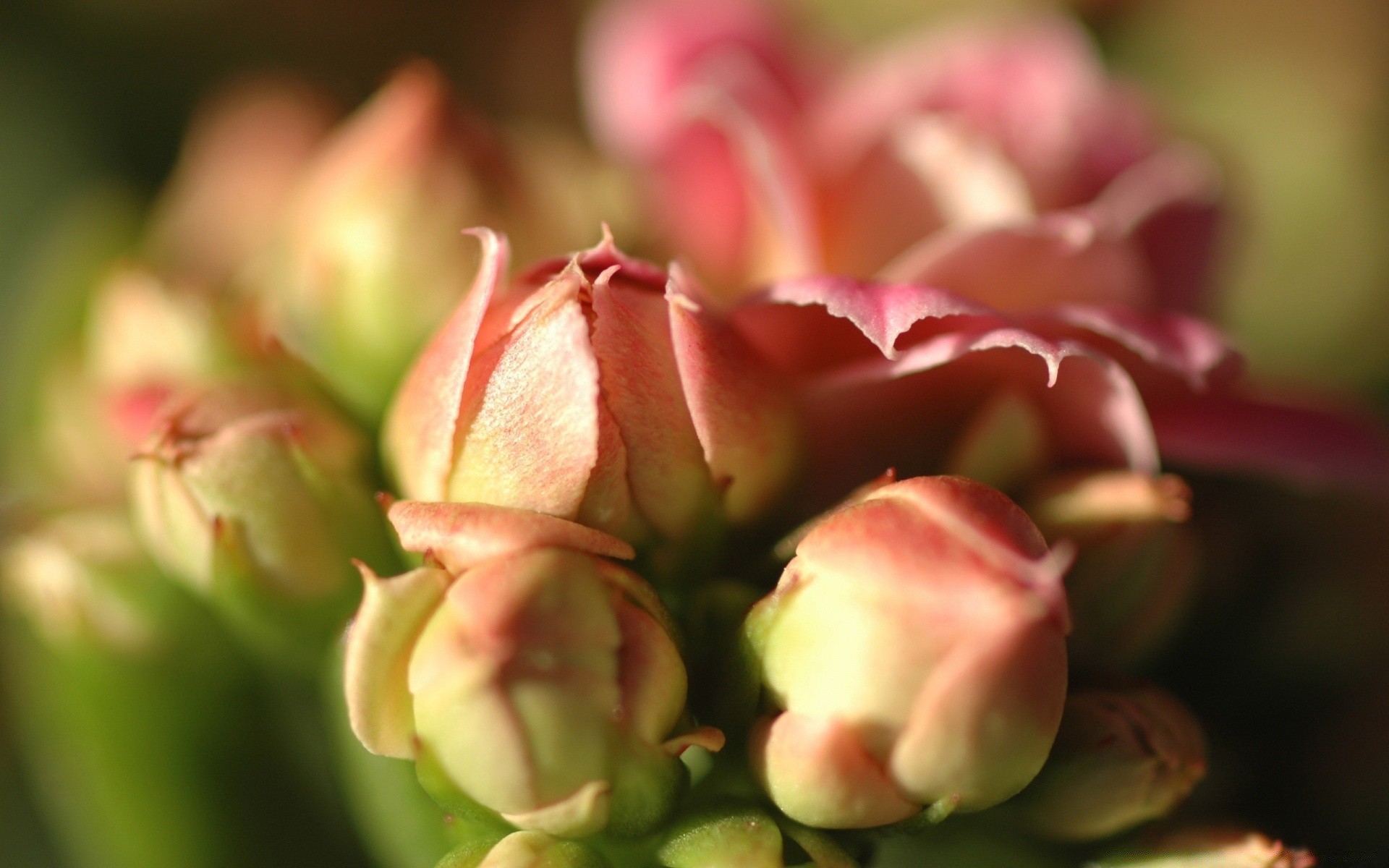 fleurs nature fleur feuille flore amour été jardin rose couleur à l extérieur romance lumineux flou