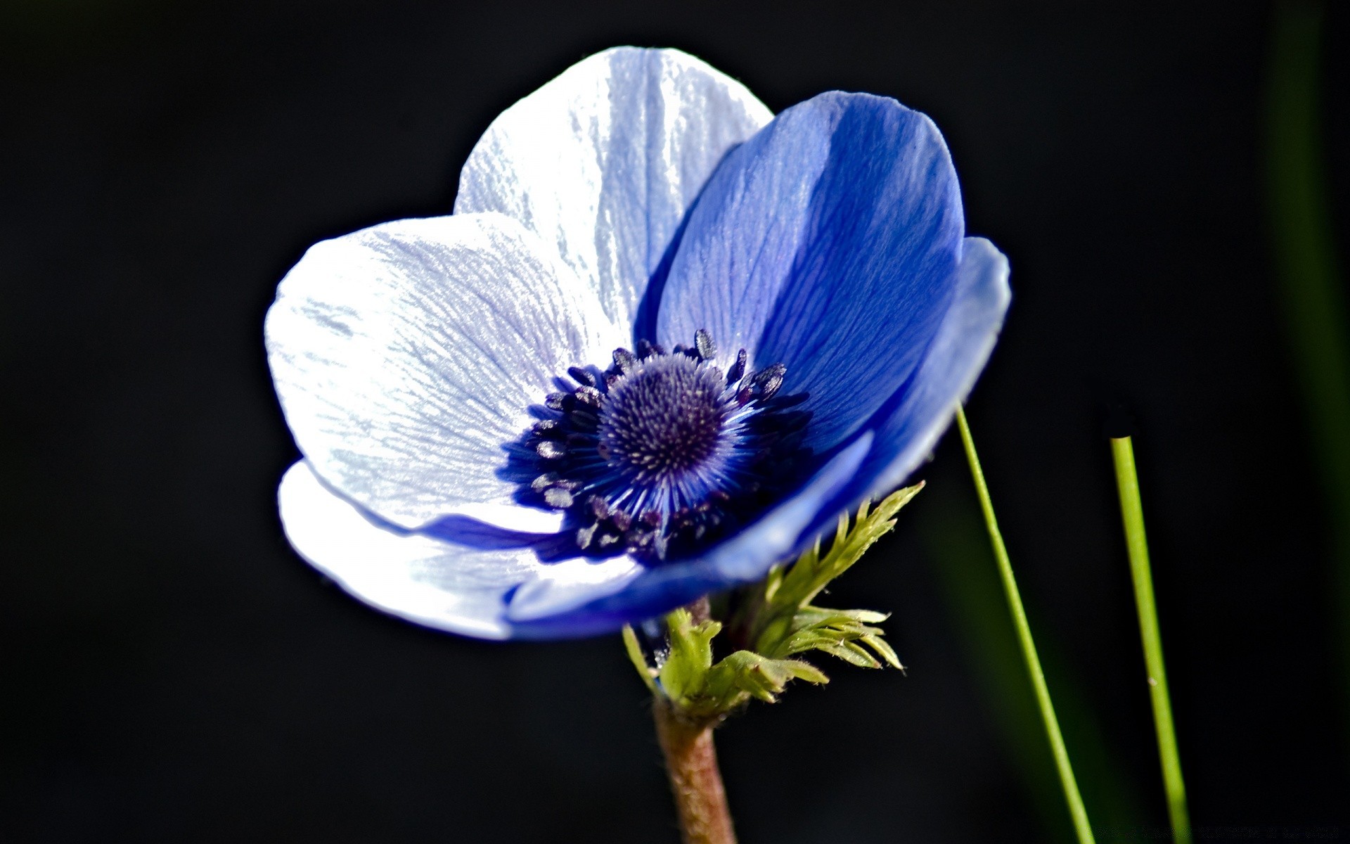 blumen natur blume flora im freien sommer blatt unschärfe blütenblatt garten farbe schließen hell