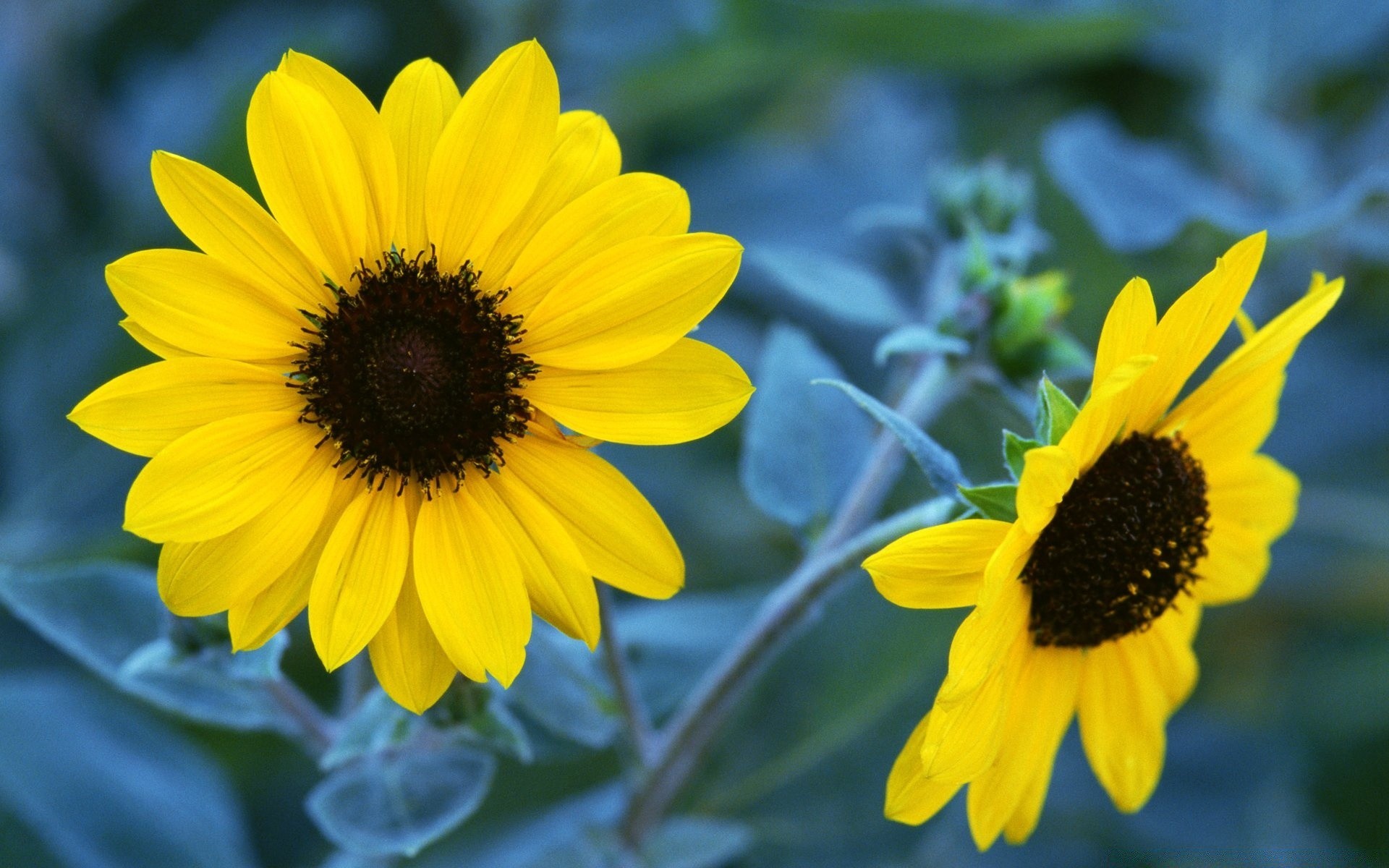 kwiaty kwiat natura flora lato ogród słonecznik liść płatek kwiatowy jasny na zewnątrz bluming kolor wzrost piękny botaniczny sezon zbliżenie pole