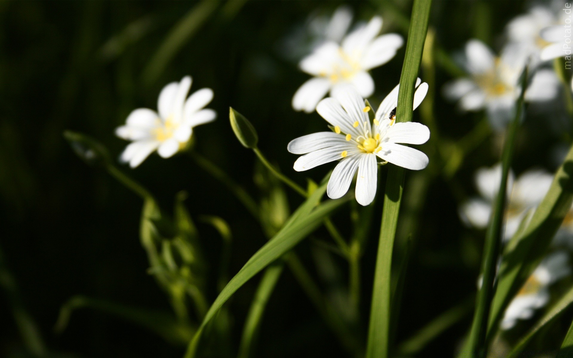 flowers nature flower flora summer growth garden leaf blur outdoors fair weather bright petal grass blooming floral