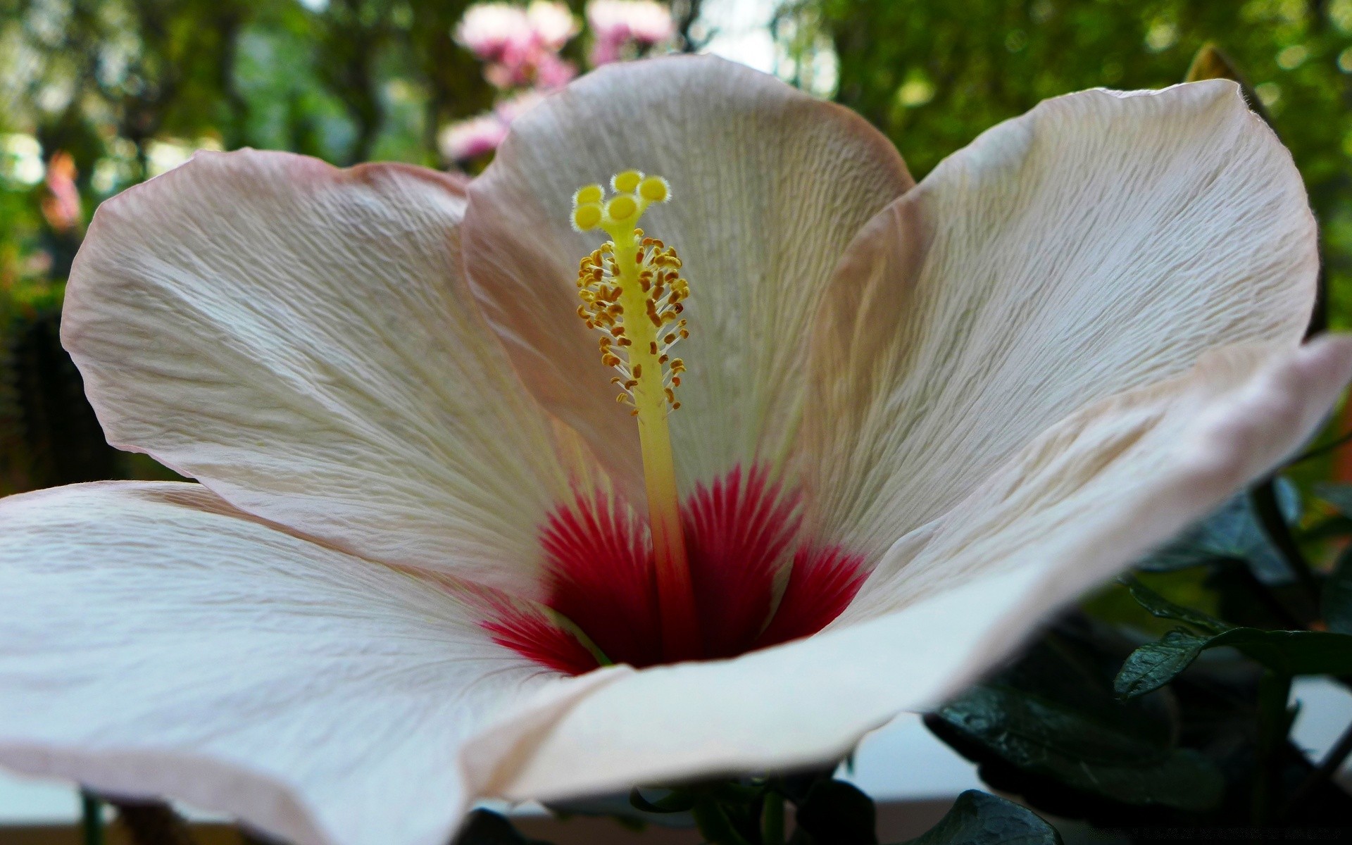 flores flor natureza jardim hibisco flora folha ao ar livre rosa