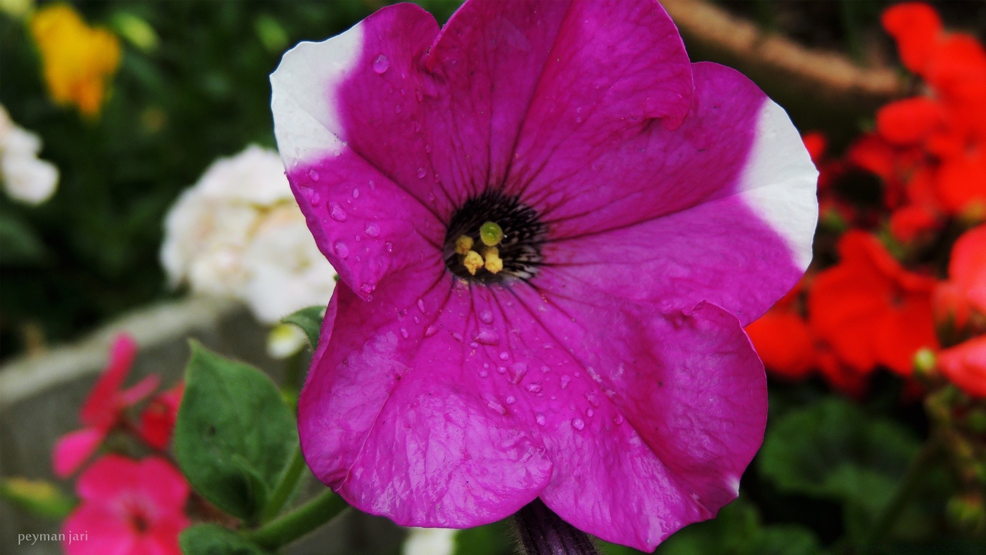 flowers flower nature flora garden blooming petal summer leaf floral color close-up growth outdoors botanical bright field rose