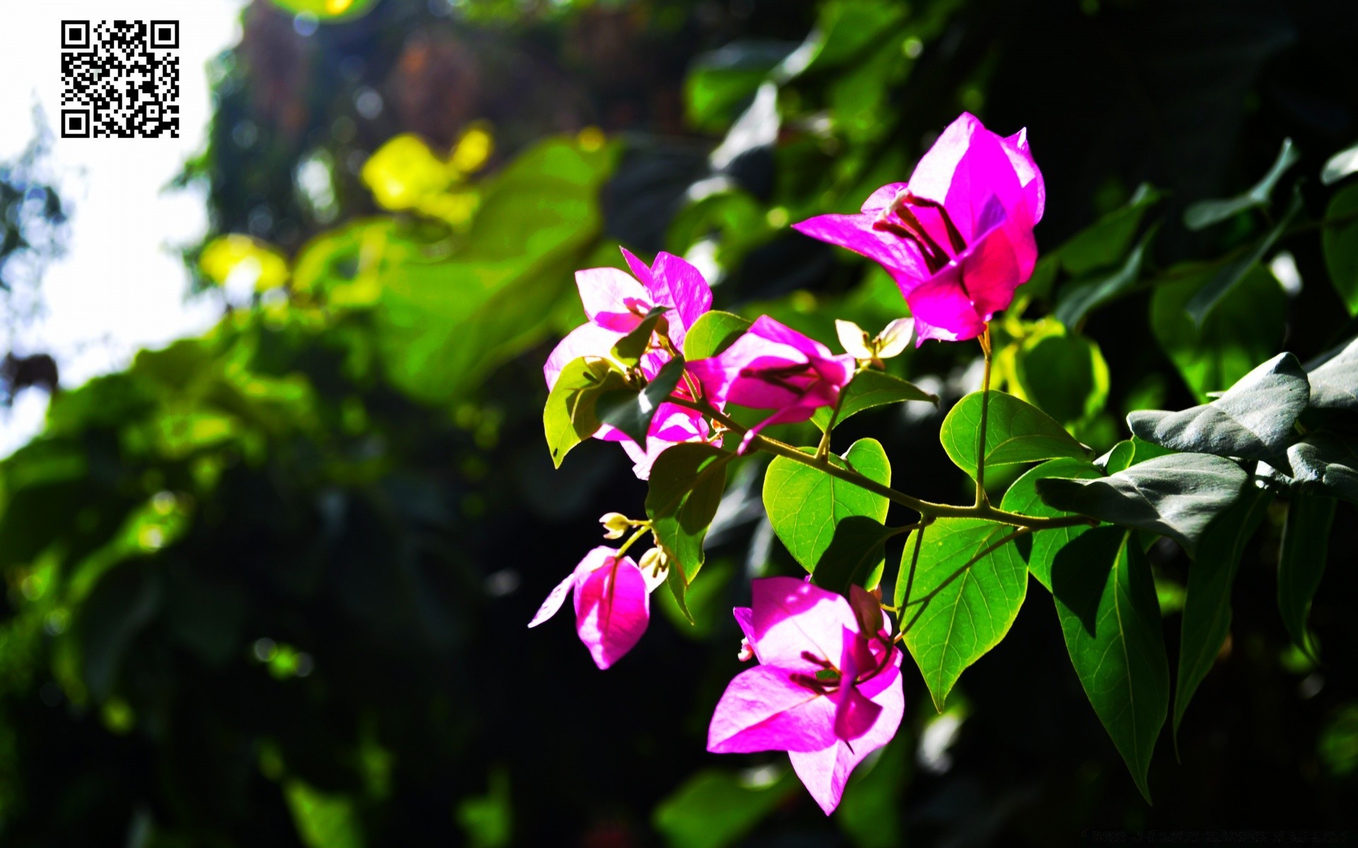 flores folha natureza verão flora crescimento ao ar livre jardim flor brilhante tropical bom tempo