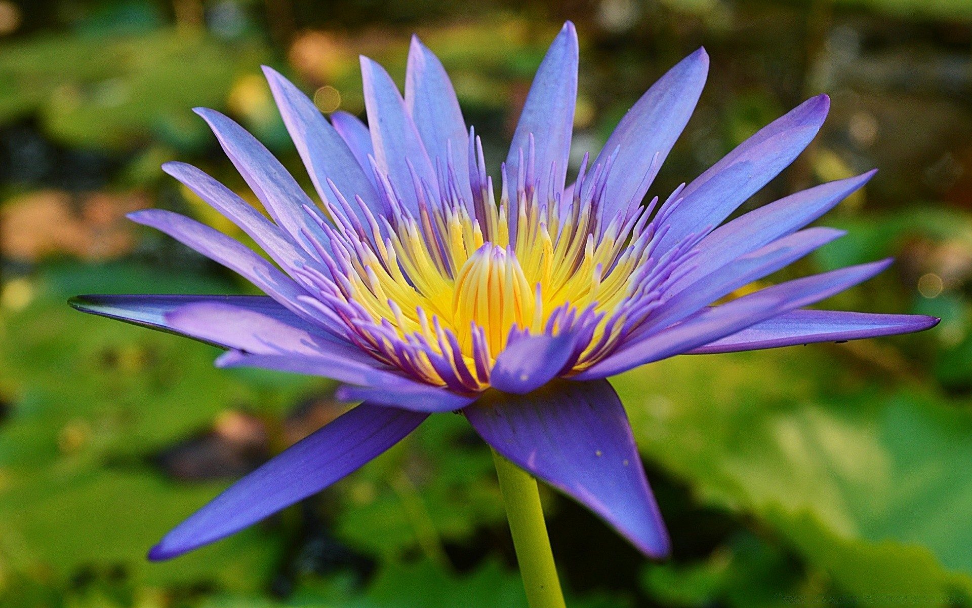 fiori loto fiore piscina foglia acquatico natura fiore giardino flora ninfea giglio estate petalo tropicale esotico nuoto floreale parco bella