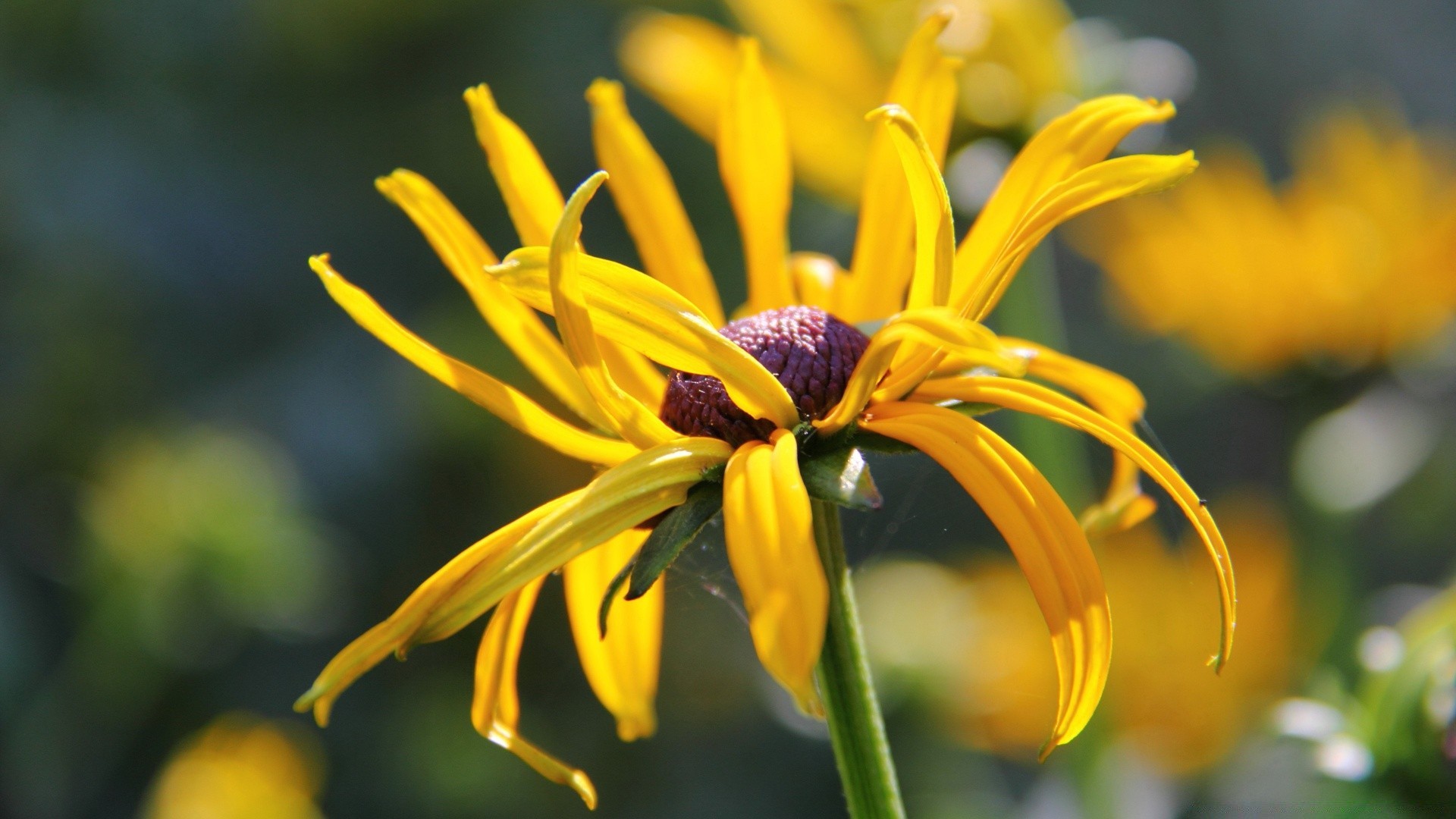 flowers nature summer flower flora garden outdoors leaf growth bright beautiful color fair weather