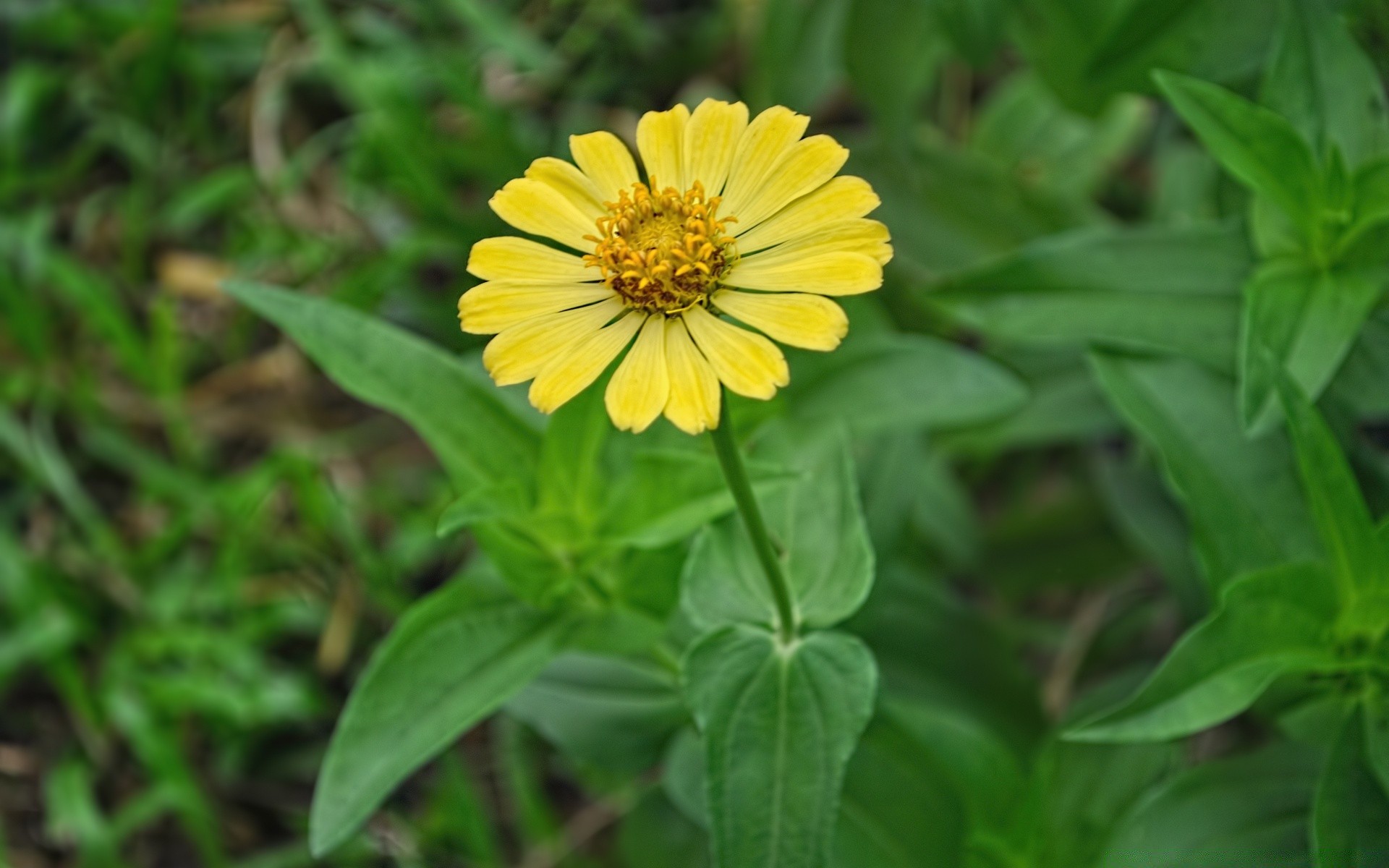 blumen natur flora sommer blatt garten blume schließen hell gras im freien medium feld wachstum