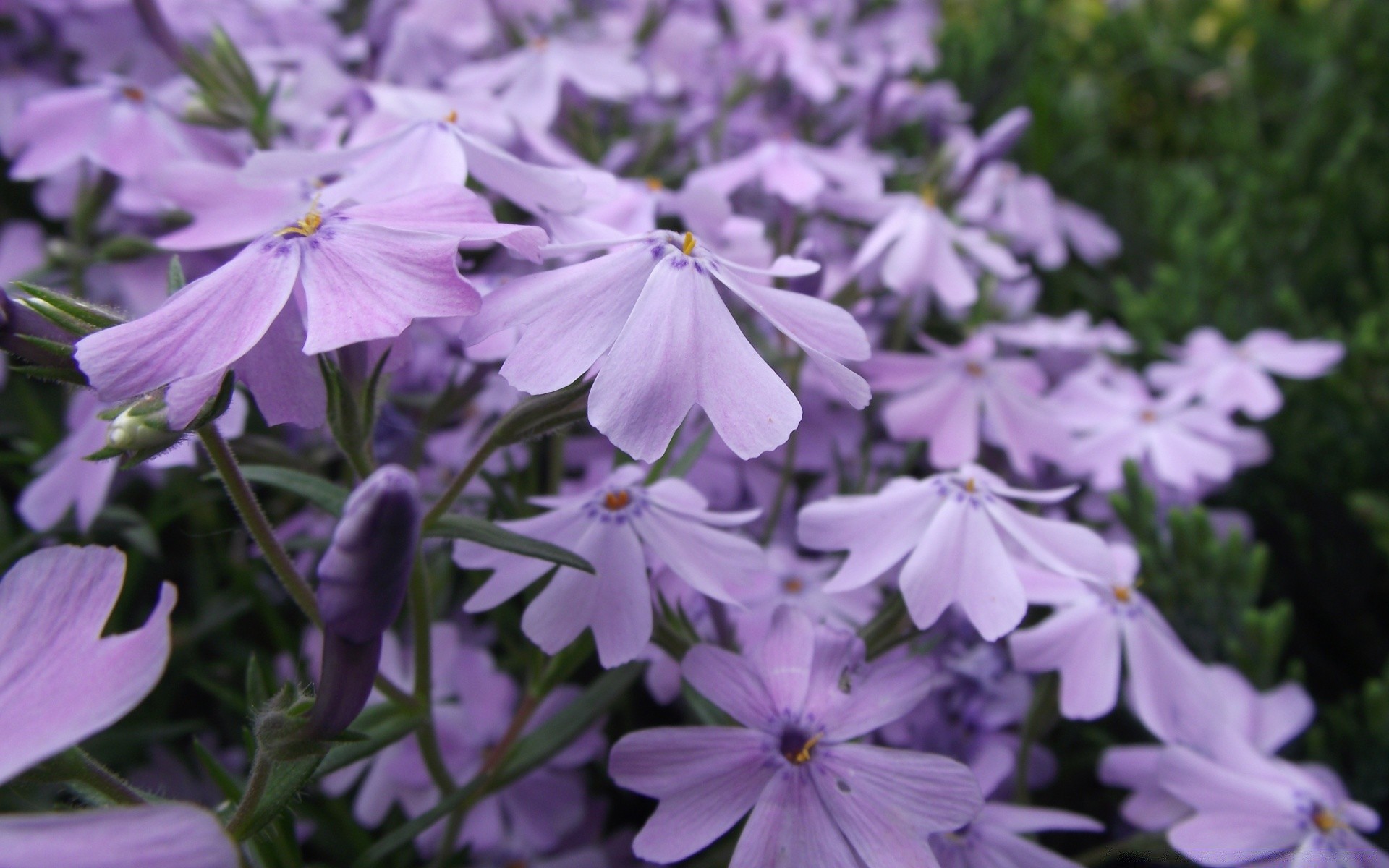 kwiaty kwiat natura flora ogród bluming kwiatowy płatek lato sezon wzrost liści piękne zbliżenie violet na zewnątrz kolor jasne pole środowiska