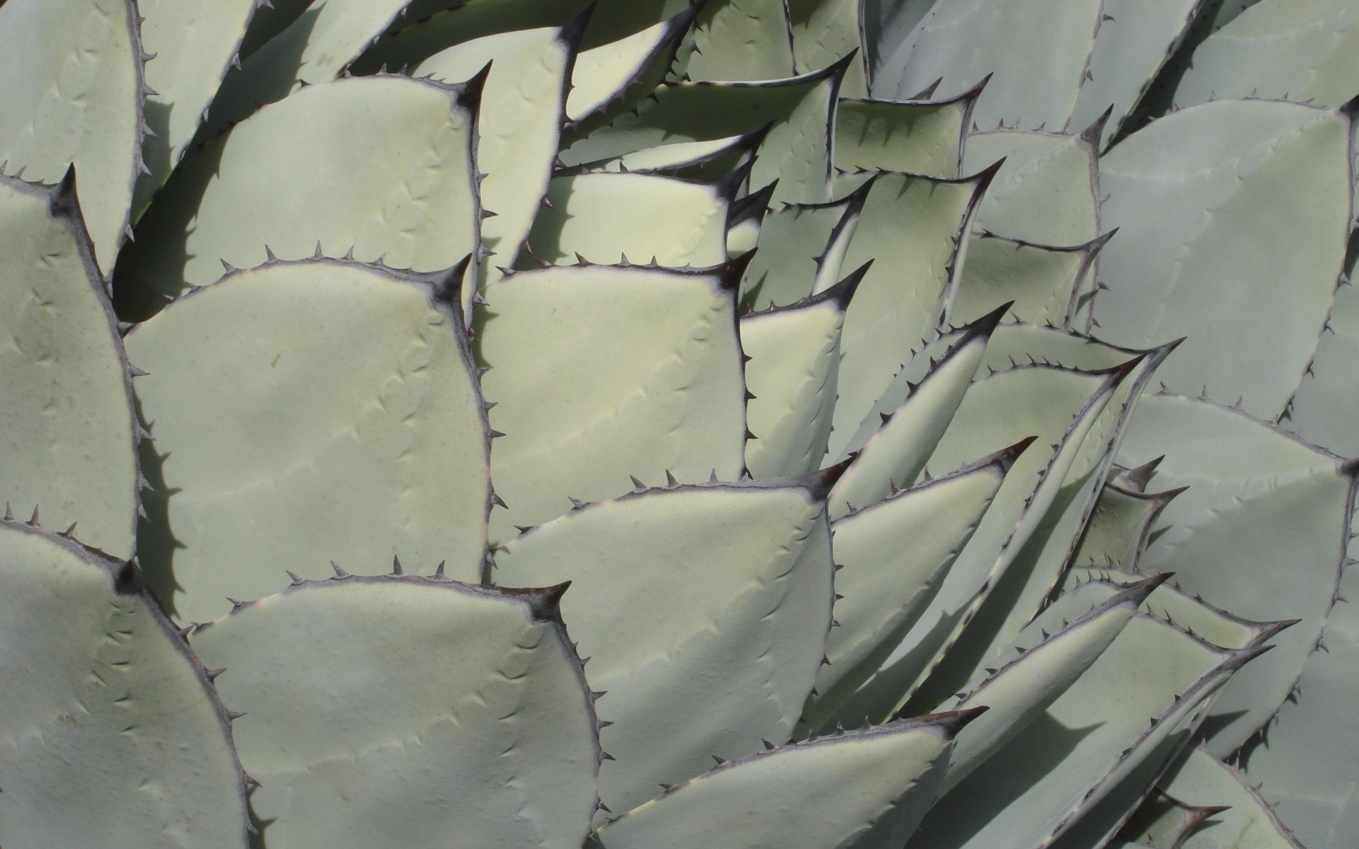 fleurs nature abstraite cactus à l extérieur texture feuille sec modèle désert succulent agave flore vif