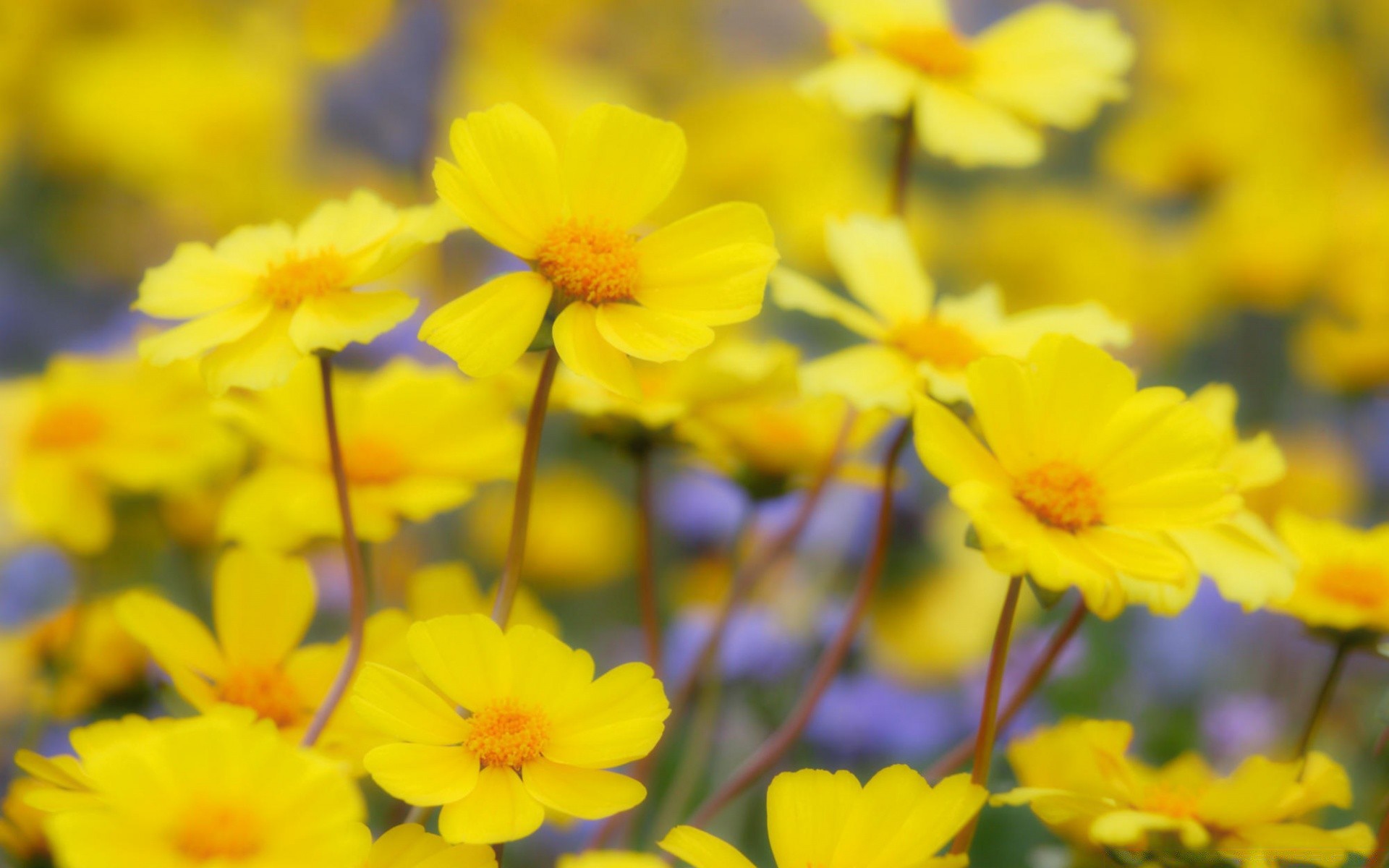 çiçekler çiçek doğa flora yaz bahçe yaprak parlak büyüme çiçeklenme renk çiçek alan petal güzel hava açık havada güneşli yakın çekim sezon çimen