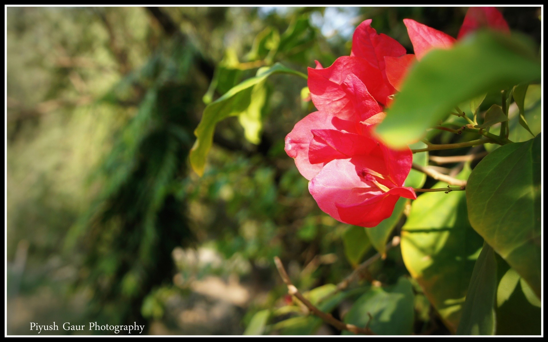 blumen natur blatt flora blume garten sommer blühen im freien farbe wachstum blumen hell schließen schön baum saison blütenblatt