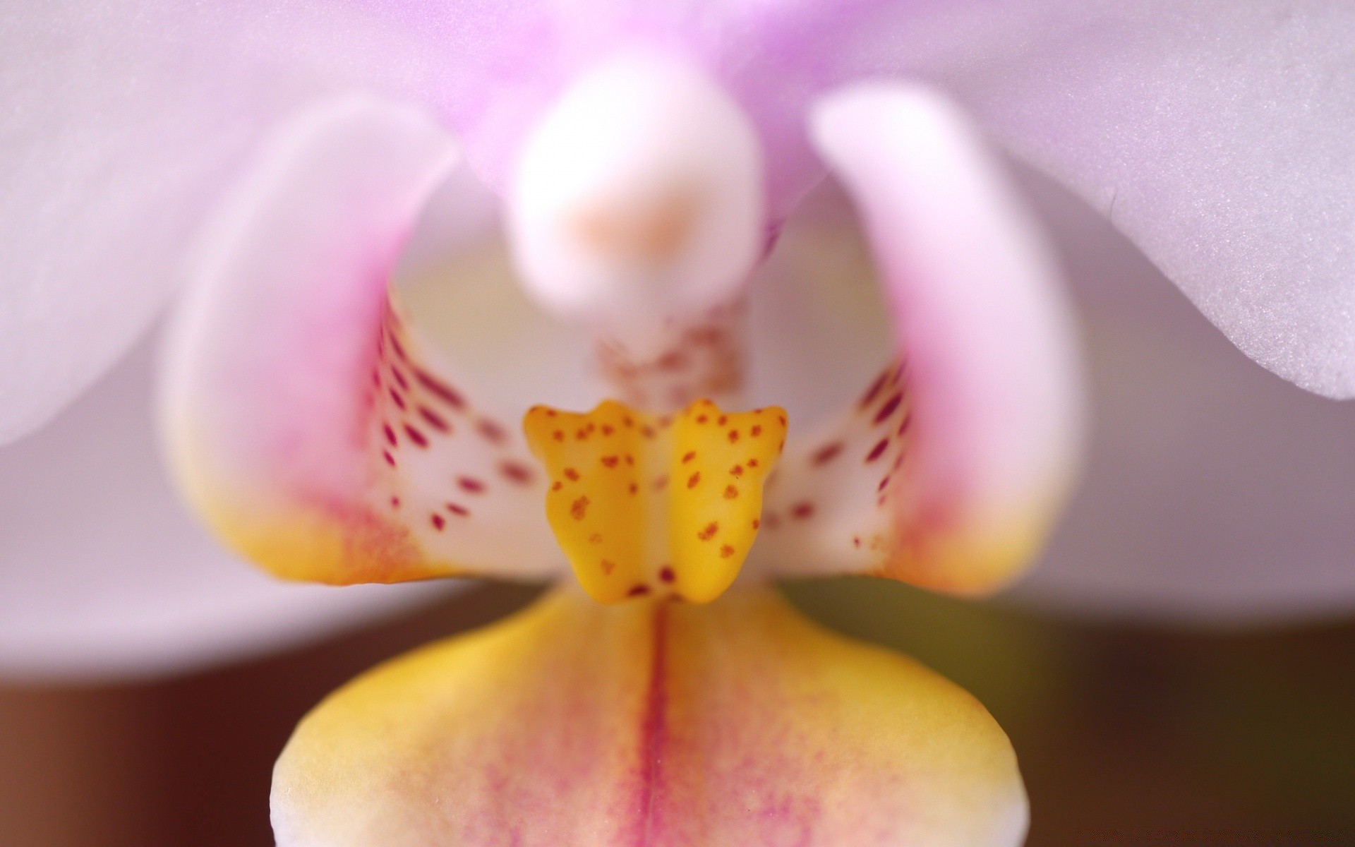 flowers flower nature orchids exotic tropical zen petal delicate romance flora elegant bright color blooming