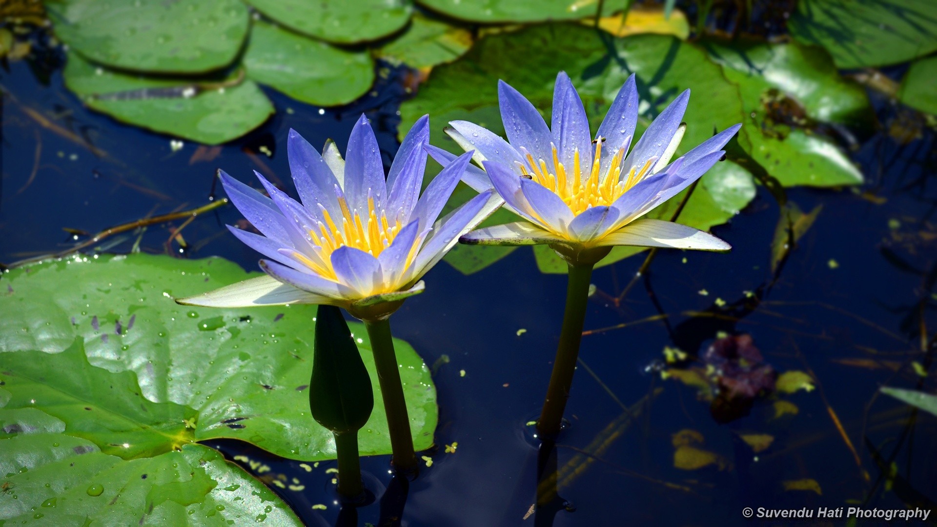 blumen pool lotus wasser lilie blatt seerose natur blume schwimmen flora exotisch sommer medium blühen tropisch meditation zen wasser garten park