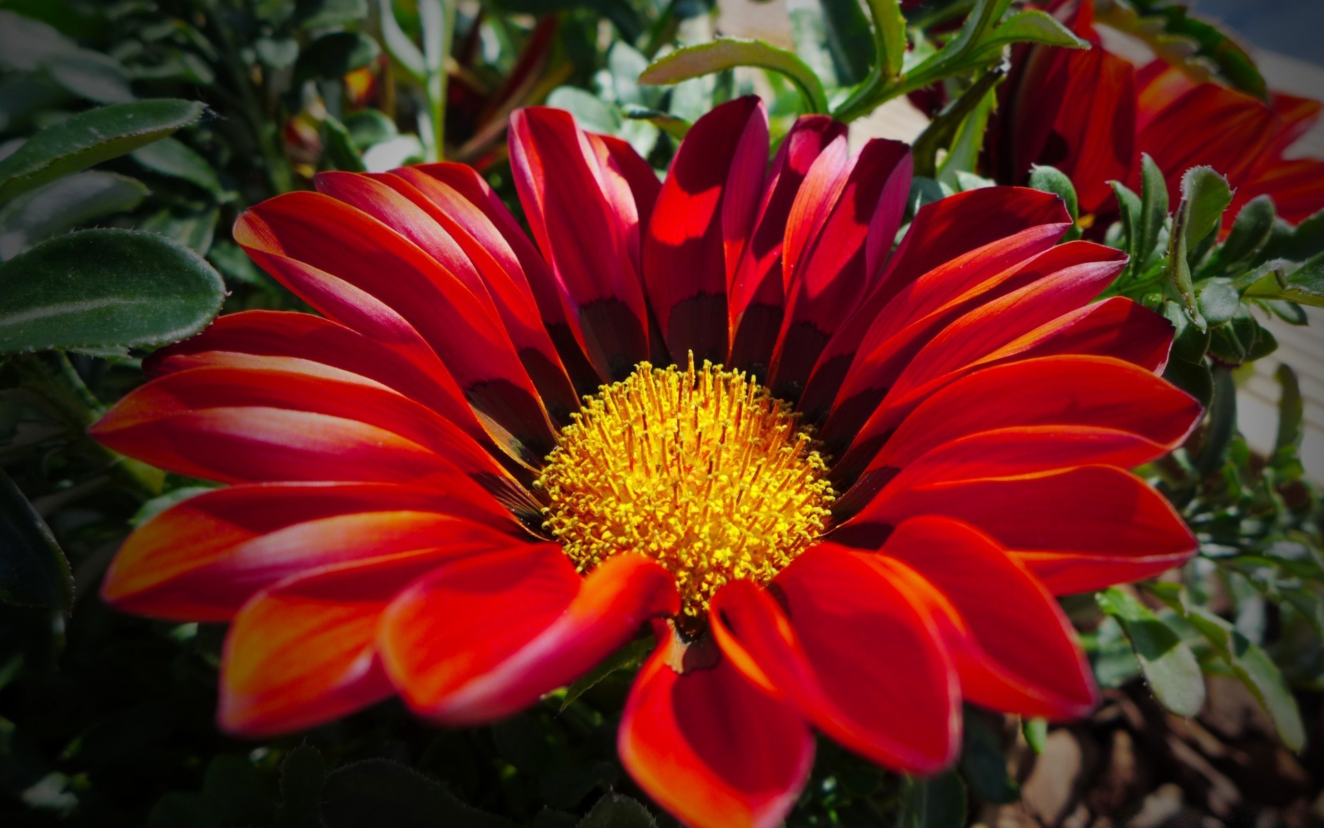 blumen natur flora blume garten sommer blatt blütenblatt blumen blühen farbe hell saison wachstum dekoration schön botanisch im freien schließen