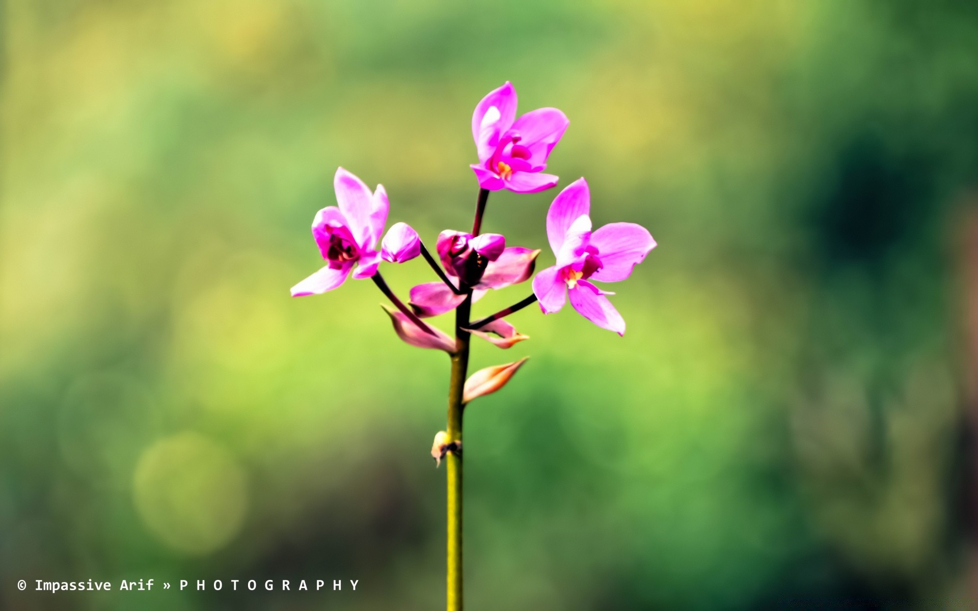 flowers nature flower leaf flora summer tropical bright growth outdoors fair weather petal