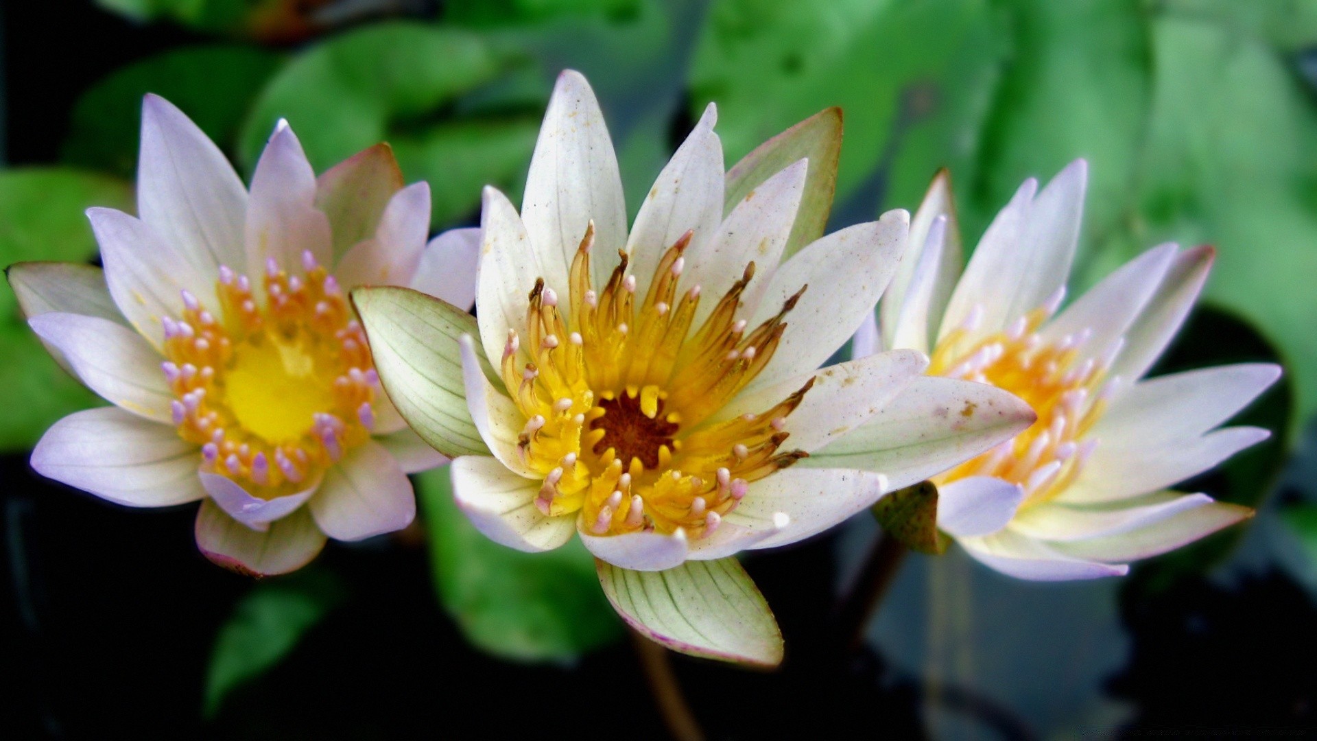 flowers flower nature flora garden blooming summer leaf petal lily lotus floral pool park beautiful waterlily